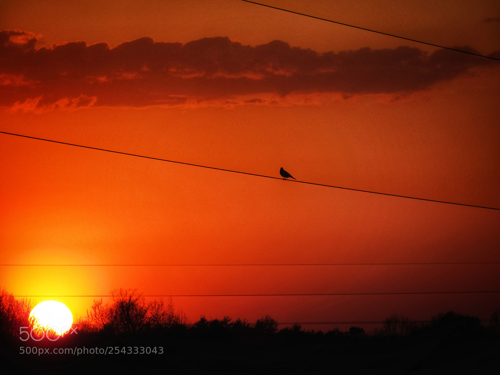 Canon PowerShot SX530 HS sample photo. Into the night bird photography