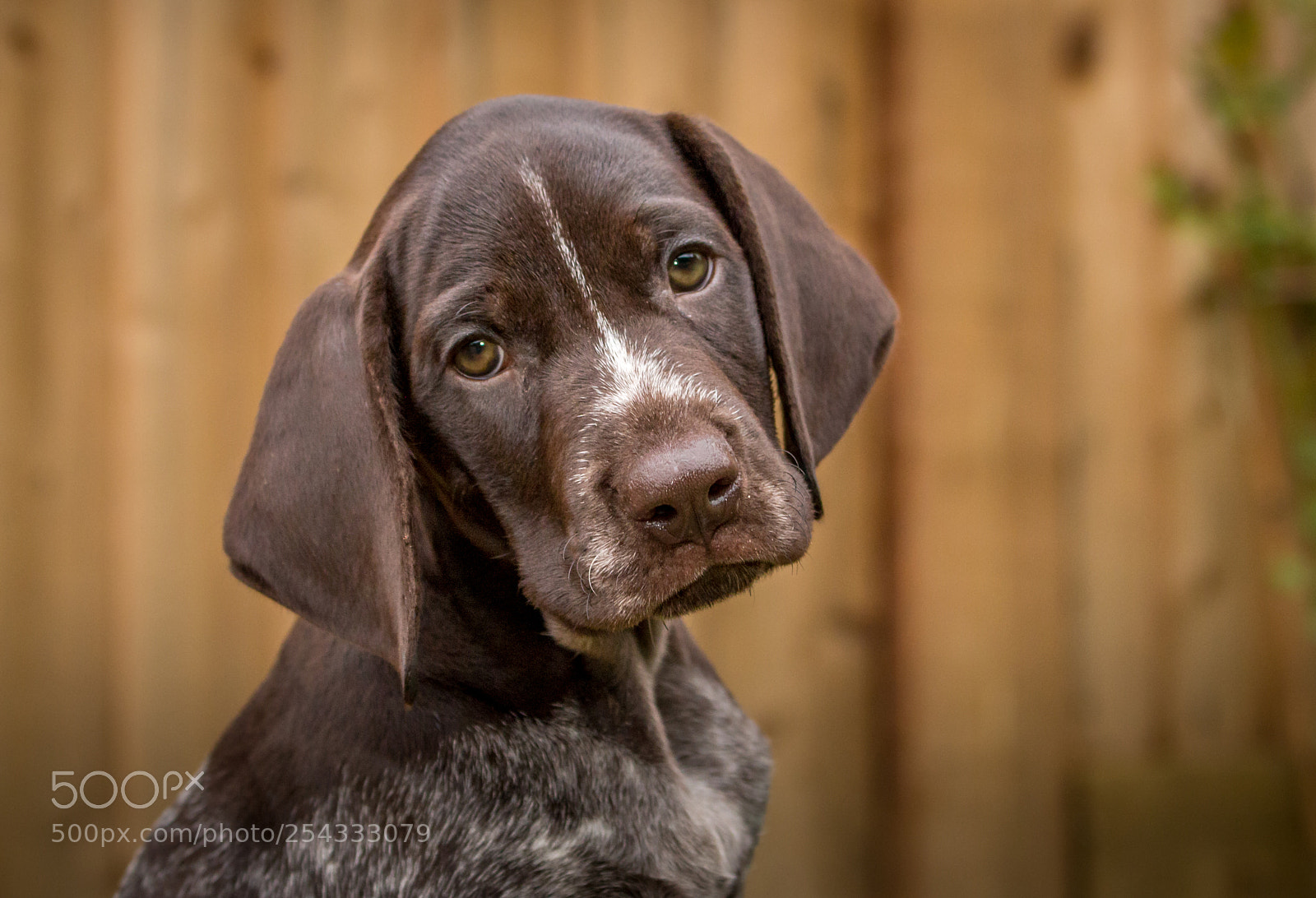 Canon EOS 70D sample photo. Purdey portrait photography