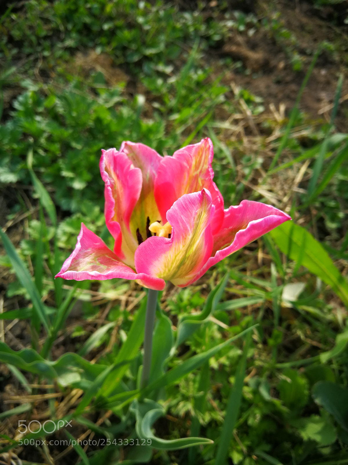 HUAWEI P10 sample photo. Untitled photography