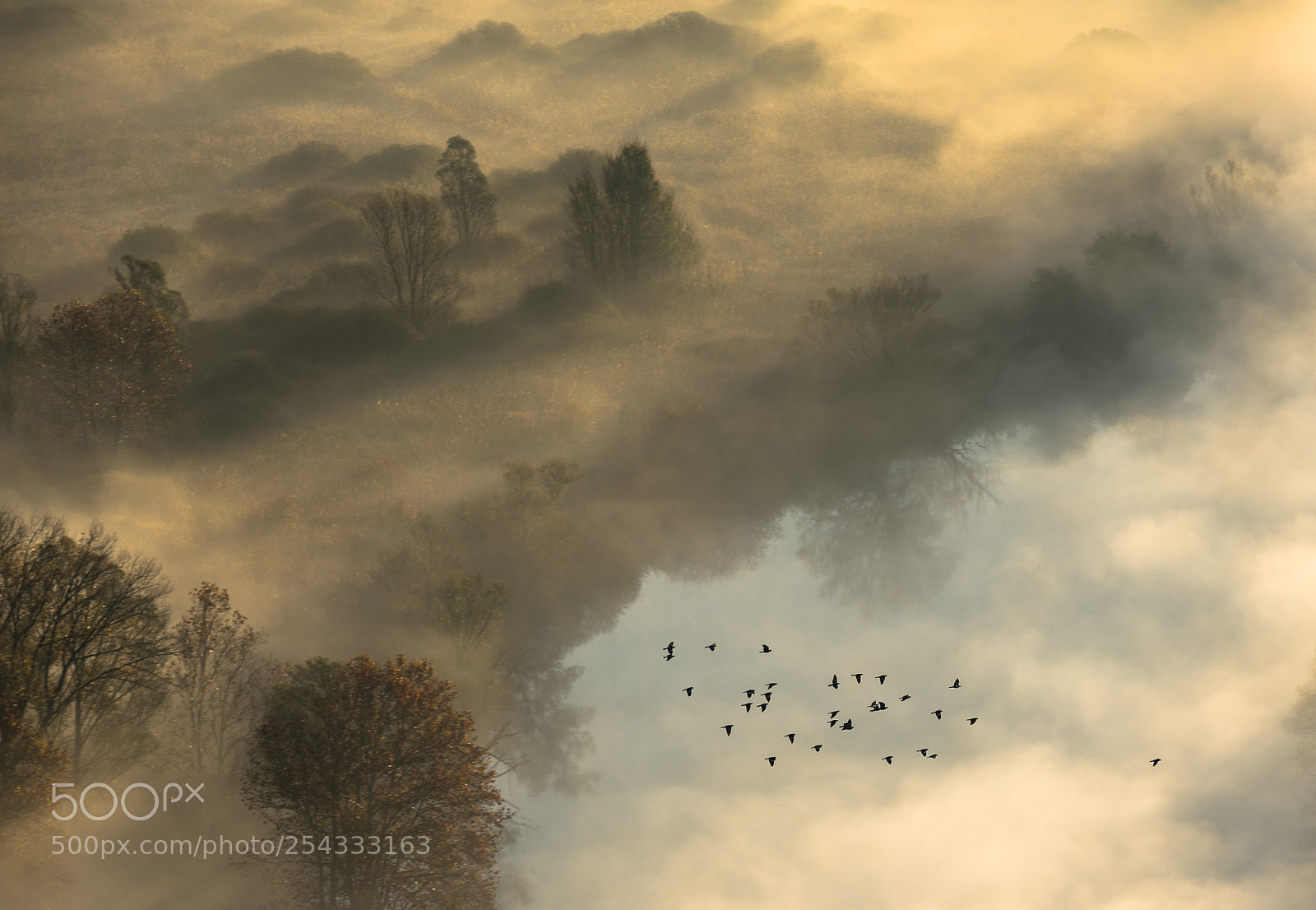 Nikon D600 sample photo. The flight of freedom photography