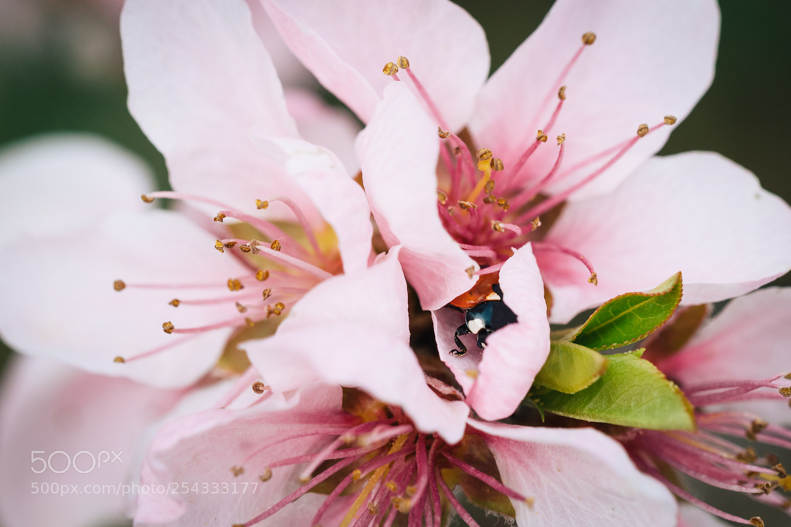 Nikon D500 sample photo. Who's hiding there coccinellidae photography