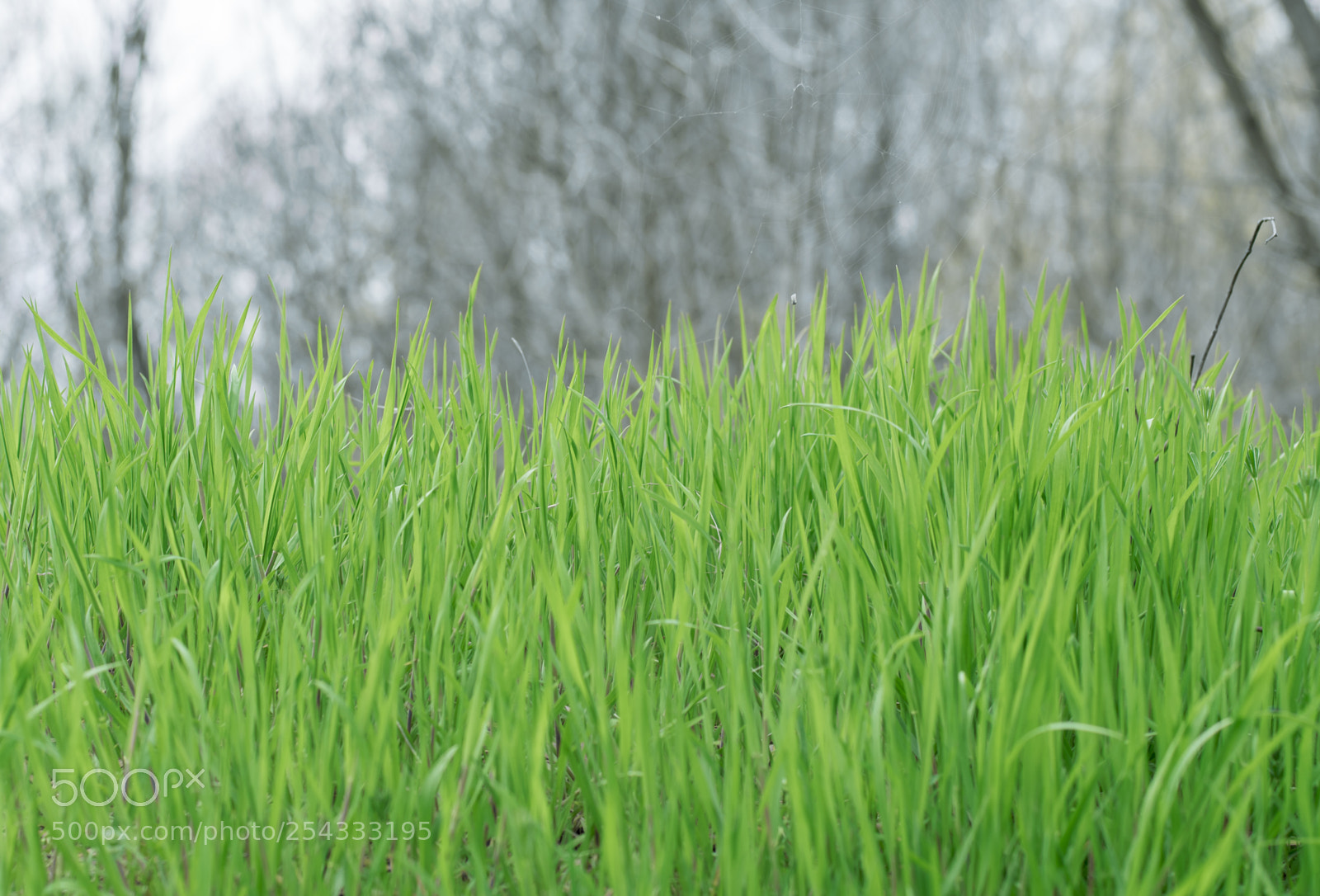 Nikon D5300 sample photo. April grass photography