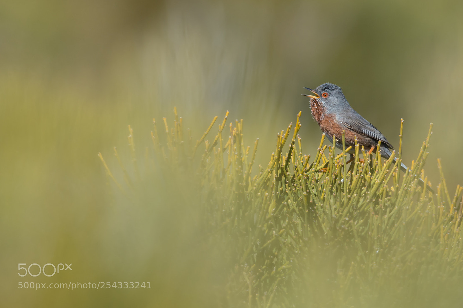 Nikon D7100 sample photo. Dartford warbler photography