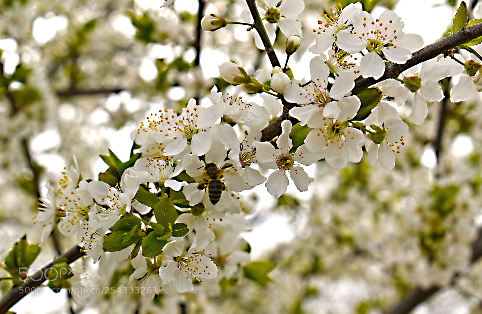 Nikon D5600 sample photo. Цветение photography