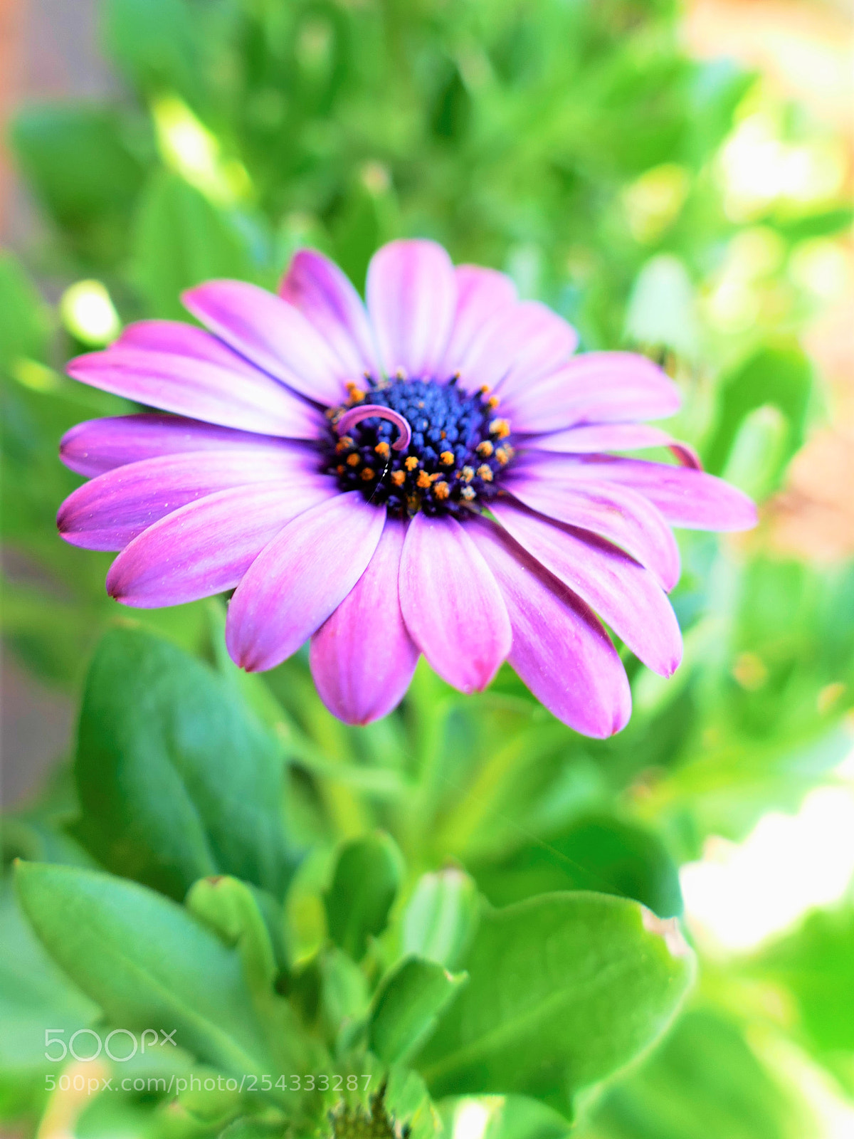 Panasonic Lumix DMC-FZ1000 sample photo. First flower in spring photography