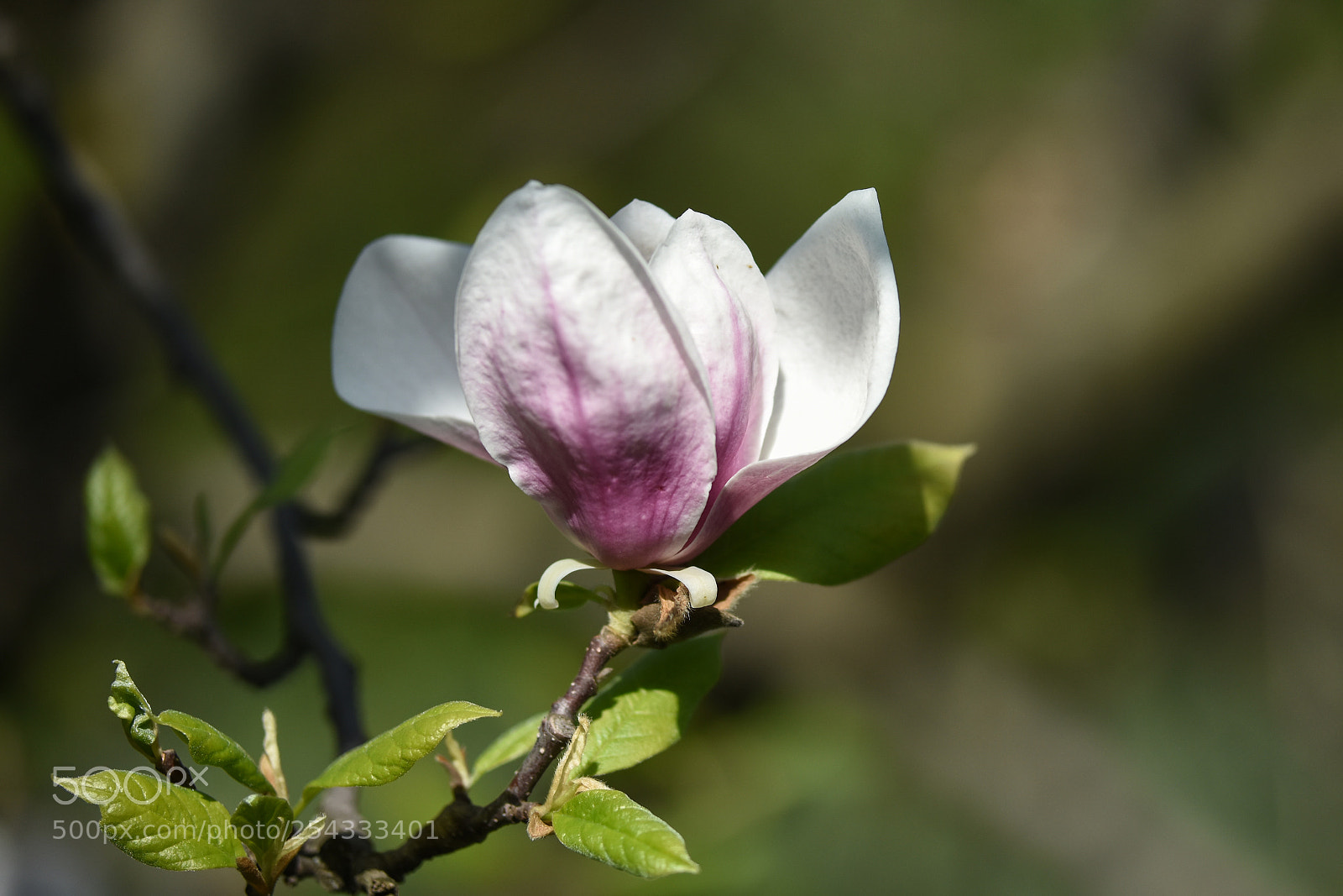 Nikon D7200 sample photo. Magnolie photography