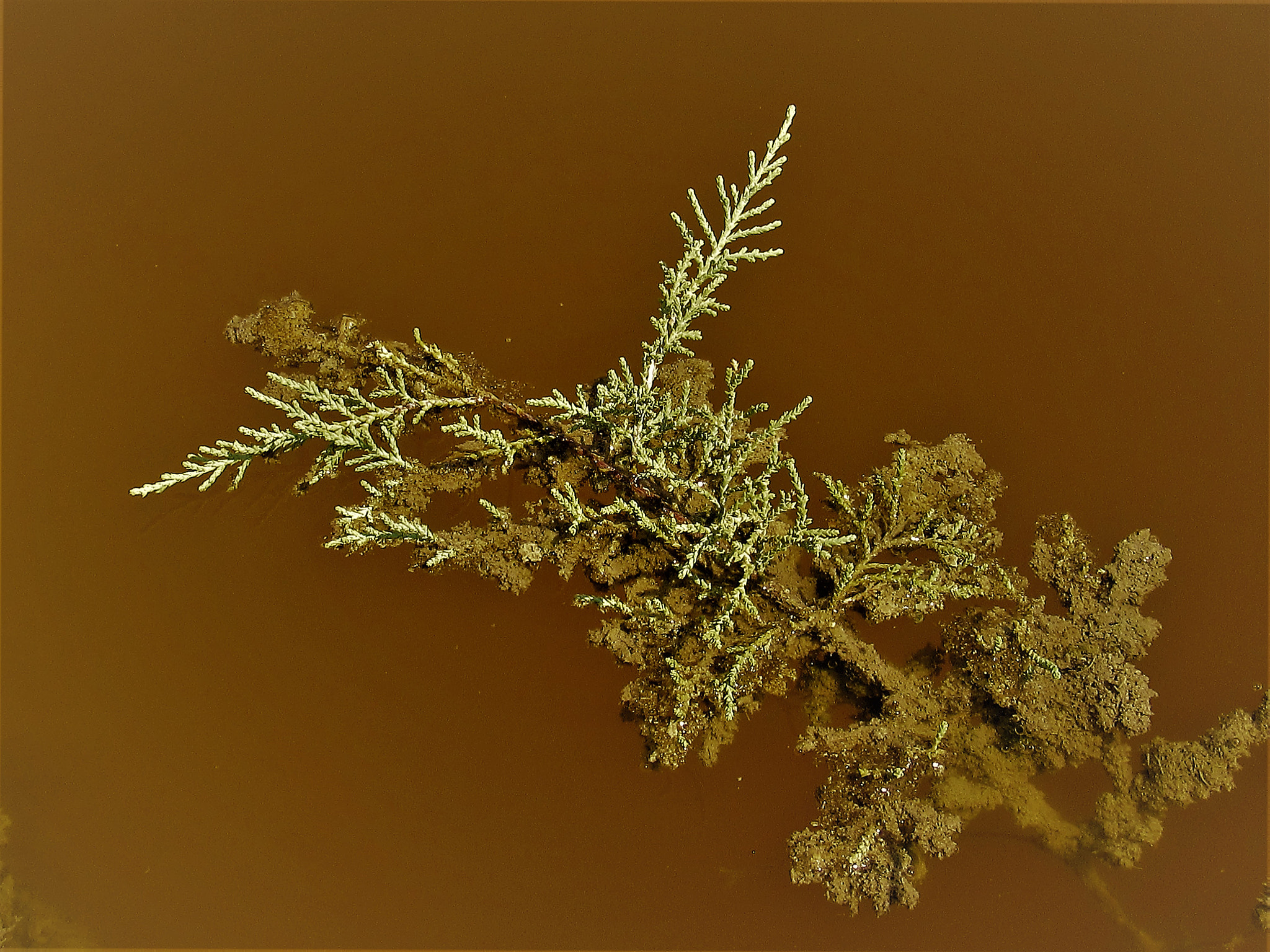 Canon PowerShot SX600 HS sample photo. Salt cedar photography