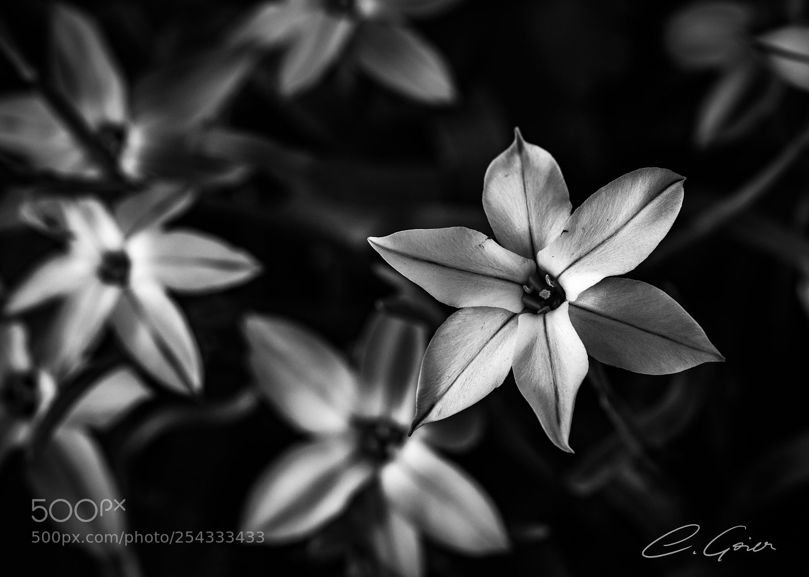 Canon EOS 77D (EOS 9000D / EOS 770D) sample photo. No color needed photography