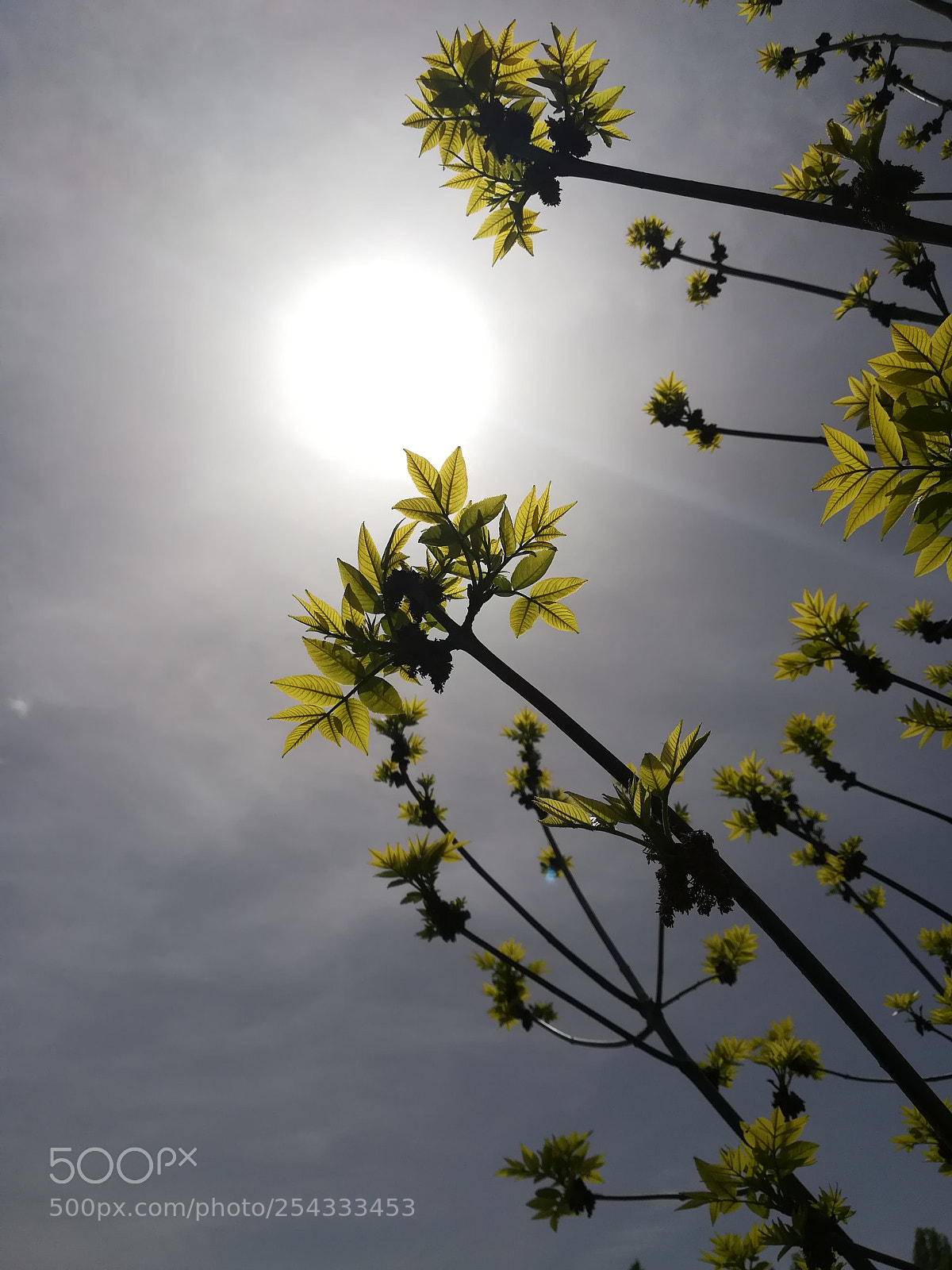 HUAWEI P10 lite sample photo. Spring photography