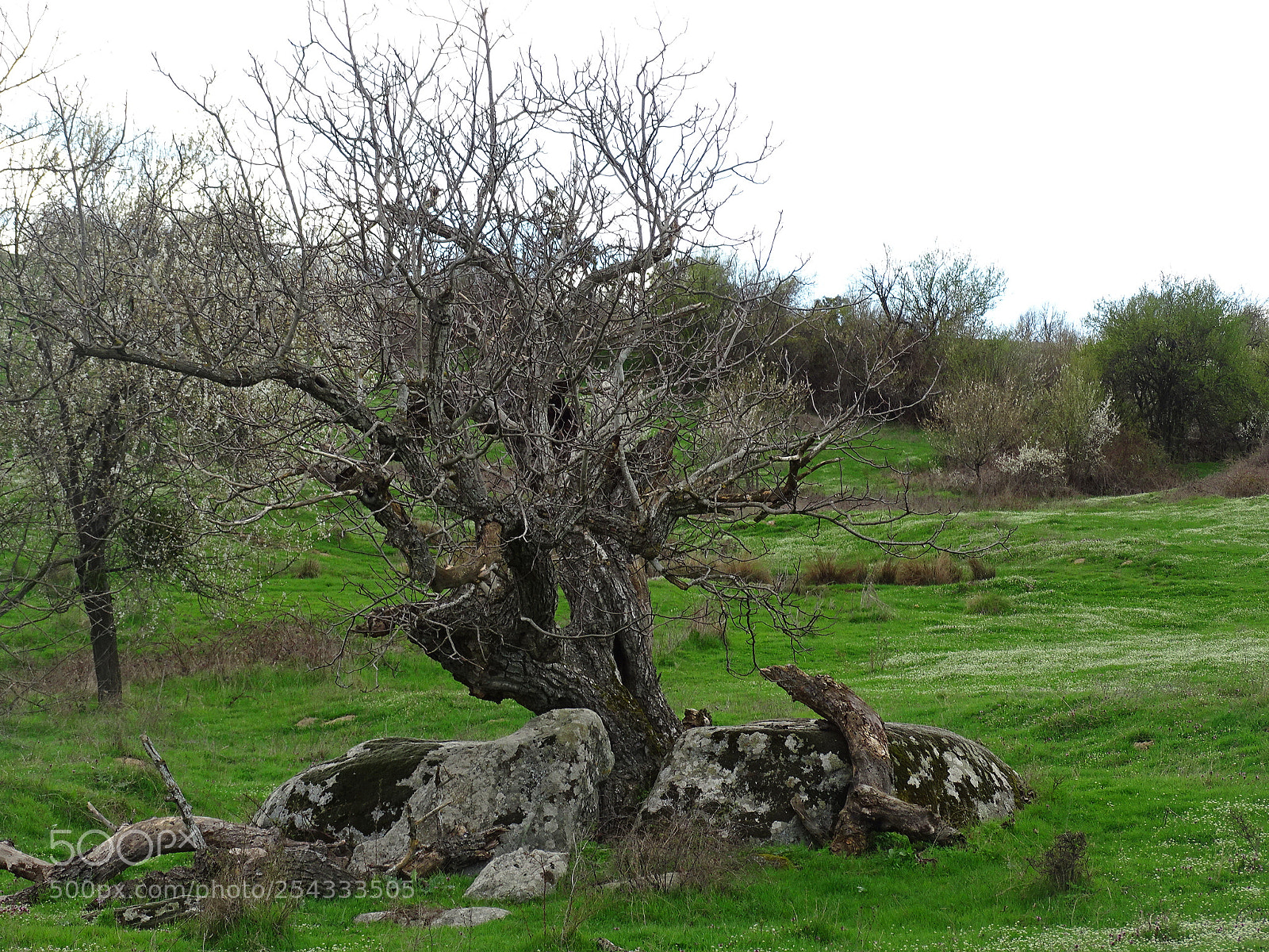 Sony Cyber-shot DSC-HX400V sample photo. Dsc photography