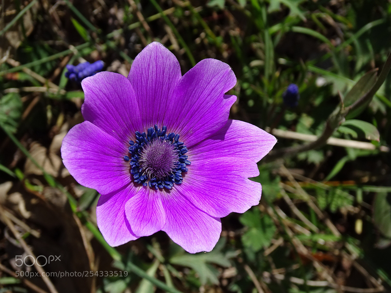Sony Cyber-shot DSC-HX400V sample photo. Dsc photography