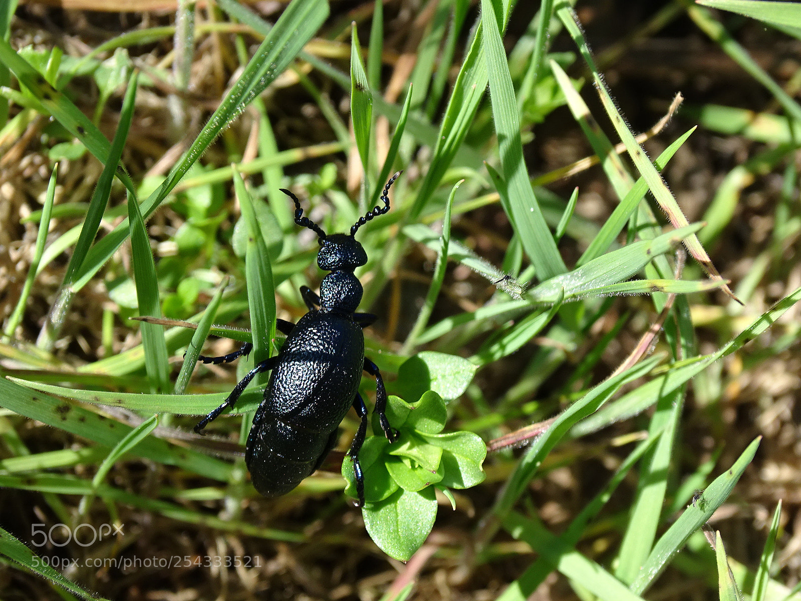 Sony Cyber-shot DSC-HX400V sample photo. Dsc photography
