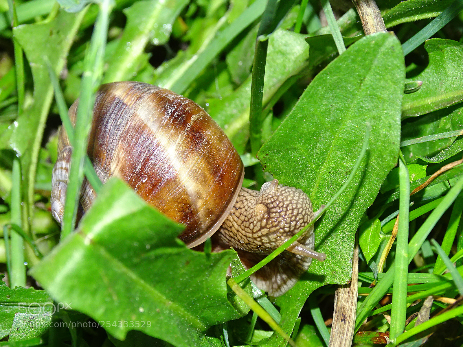 Sony Cyber-shot DSC-HX400V sample photo. Dsc photography