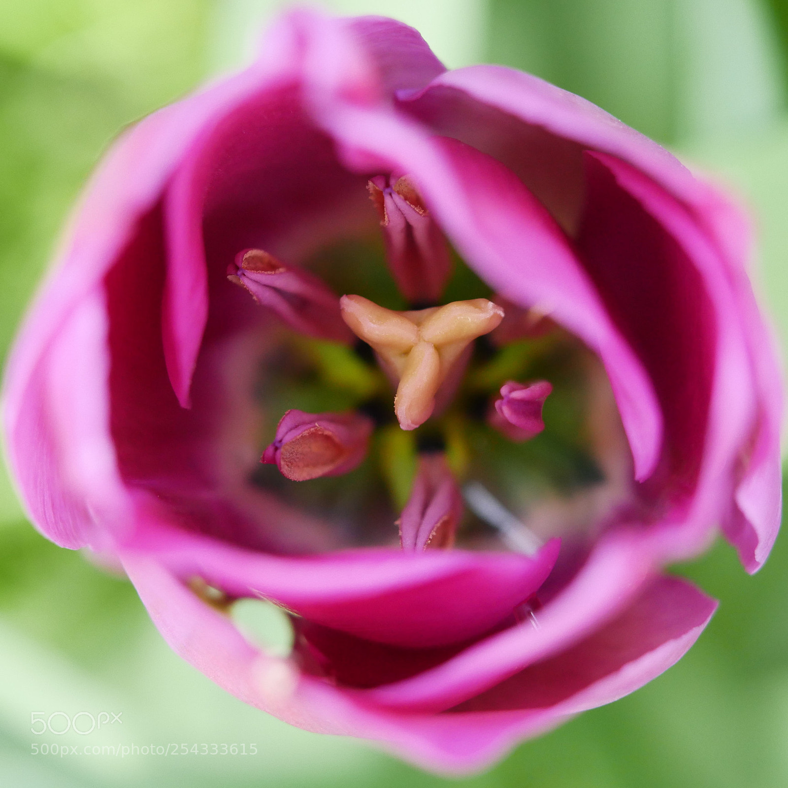 Panasonic DMC-G81 sample photo. Flower in the garden photography