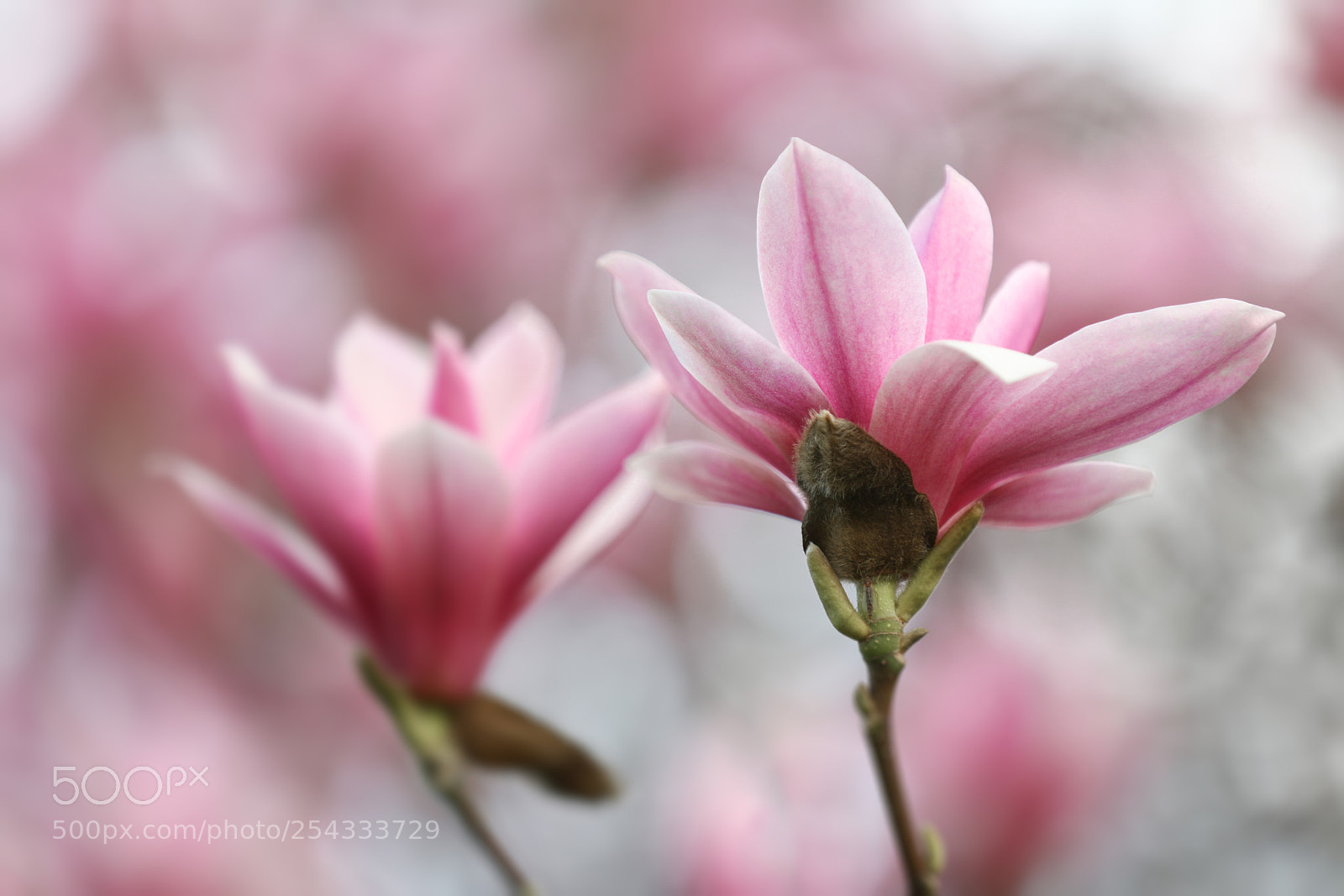 Canon EOS 5D Mark IV sample photo. Transient beauty photography