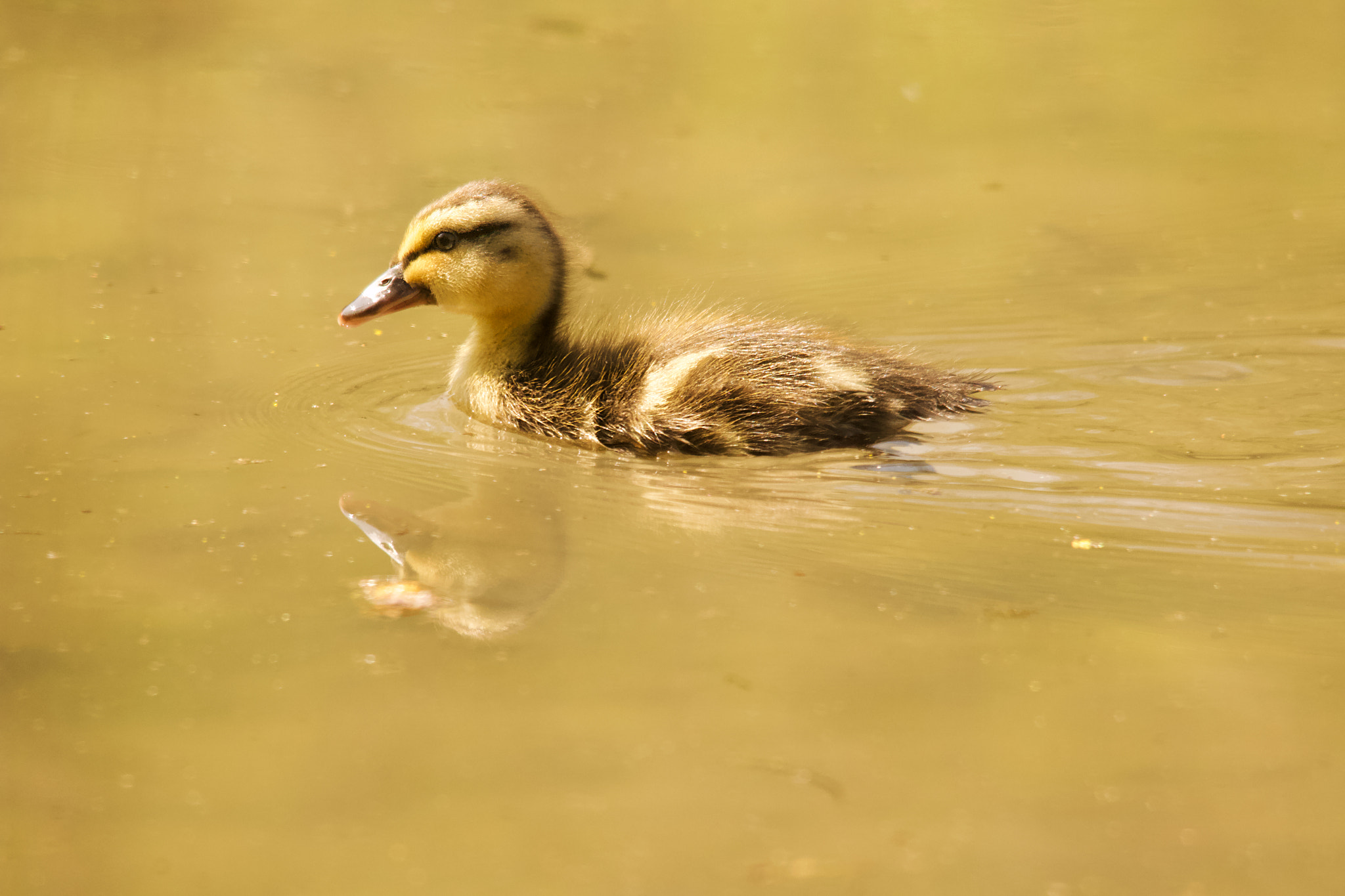 Sigma 150-500mm F5-6.3 DG OS HSM sample photo. Mallard duckling photography