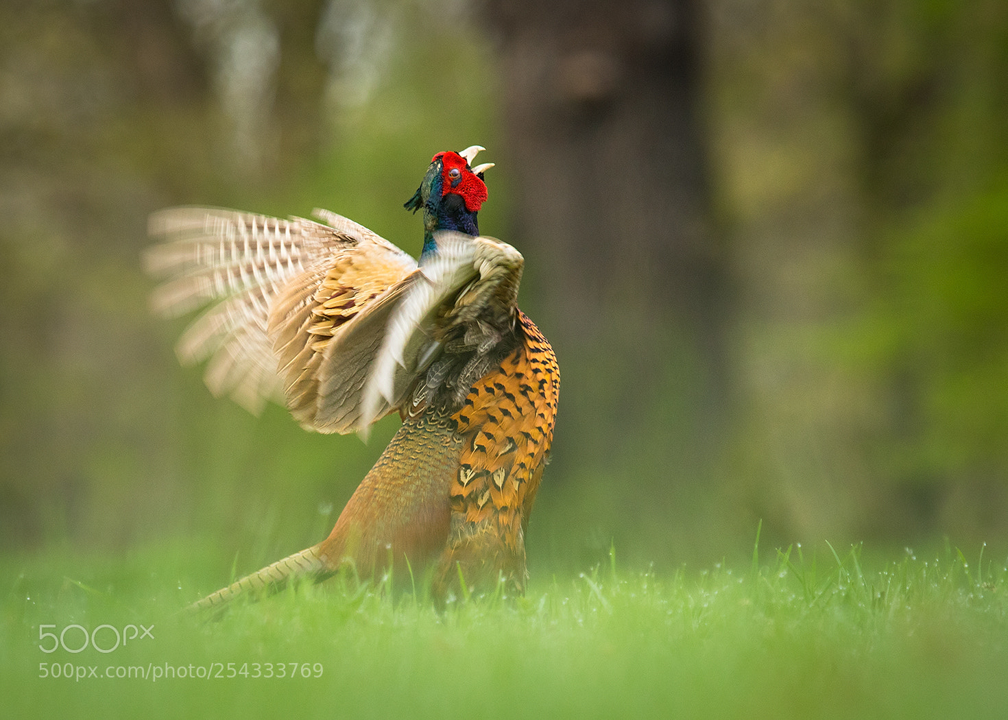 Canon EOS 7D Mark II sample photo. Pheasant photography