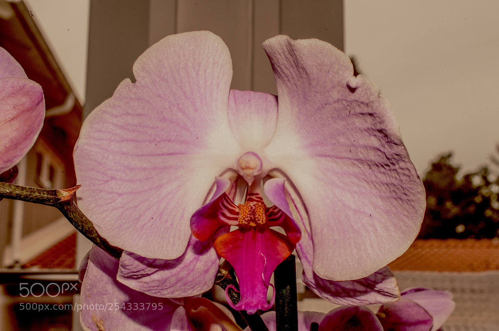 Nikon D700 sample photo. A pink orchid. photography