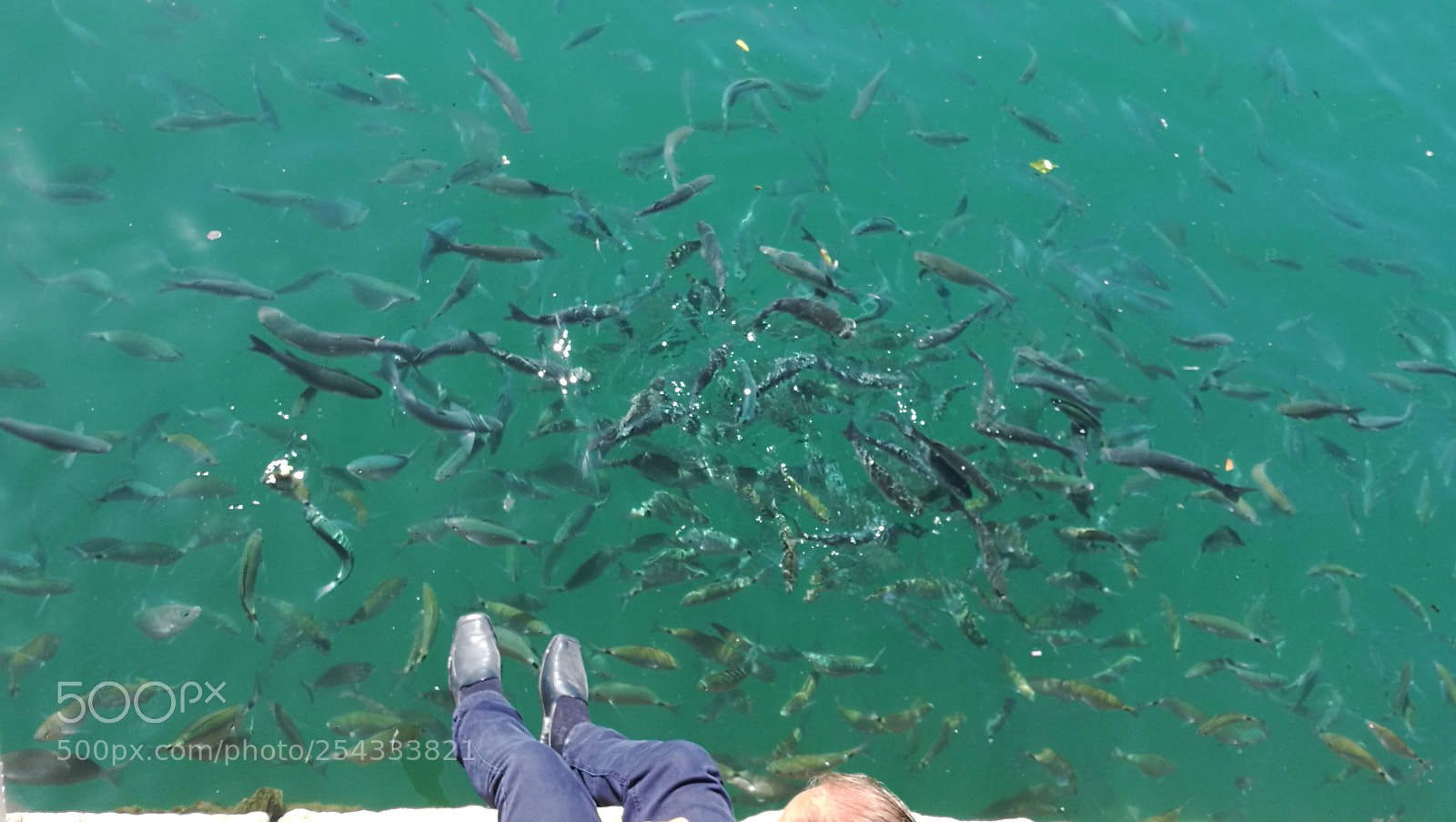 HUAWEI P9 sample photo. A lot of fish photography
