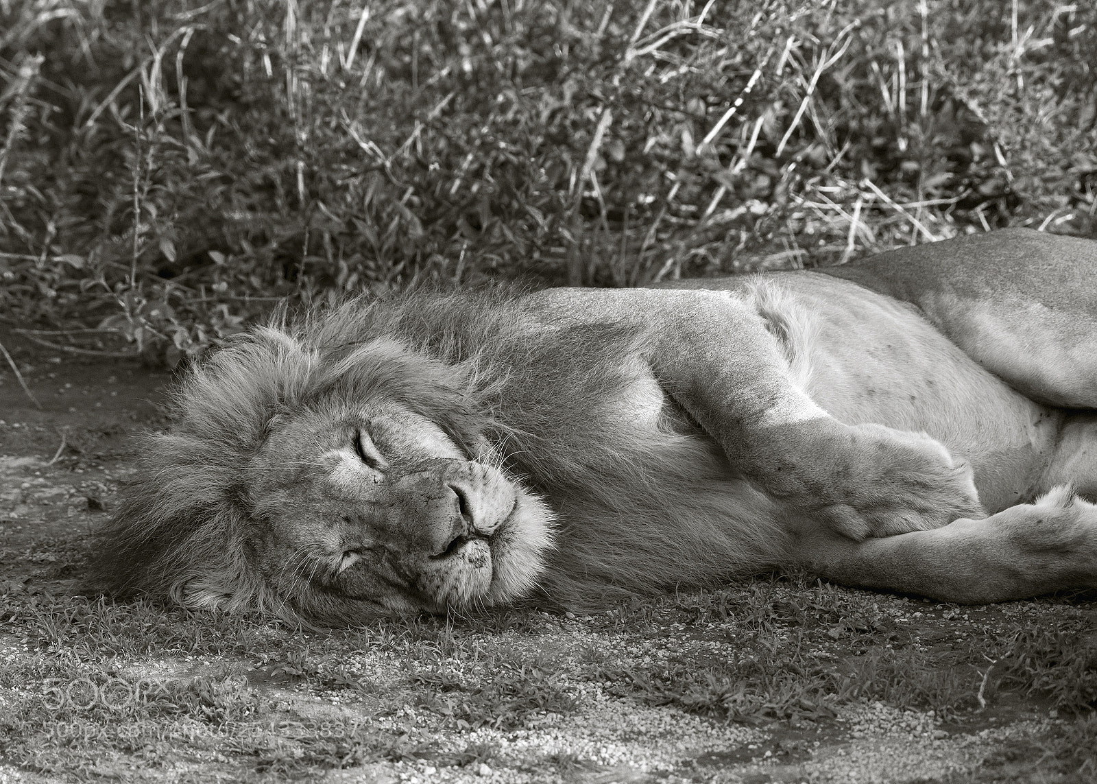 Nikon D810 sample photo. Cat nap photography