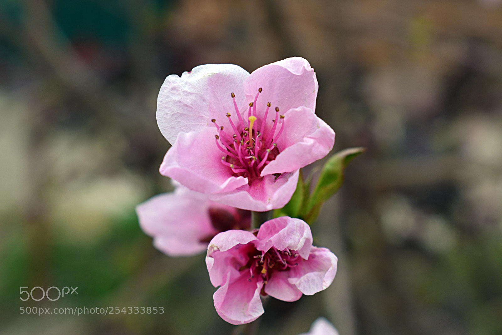Nikon D5600 sample photo. Цветок персика photography