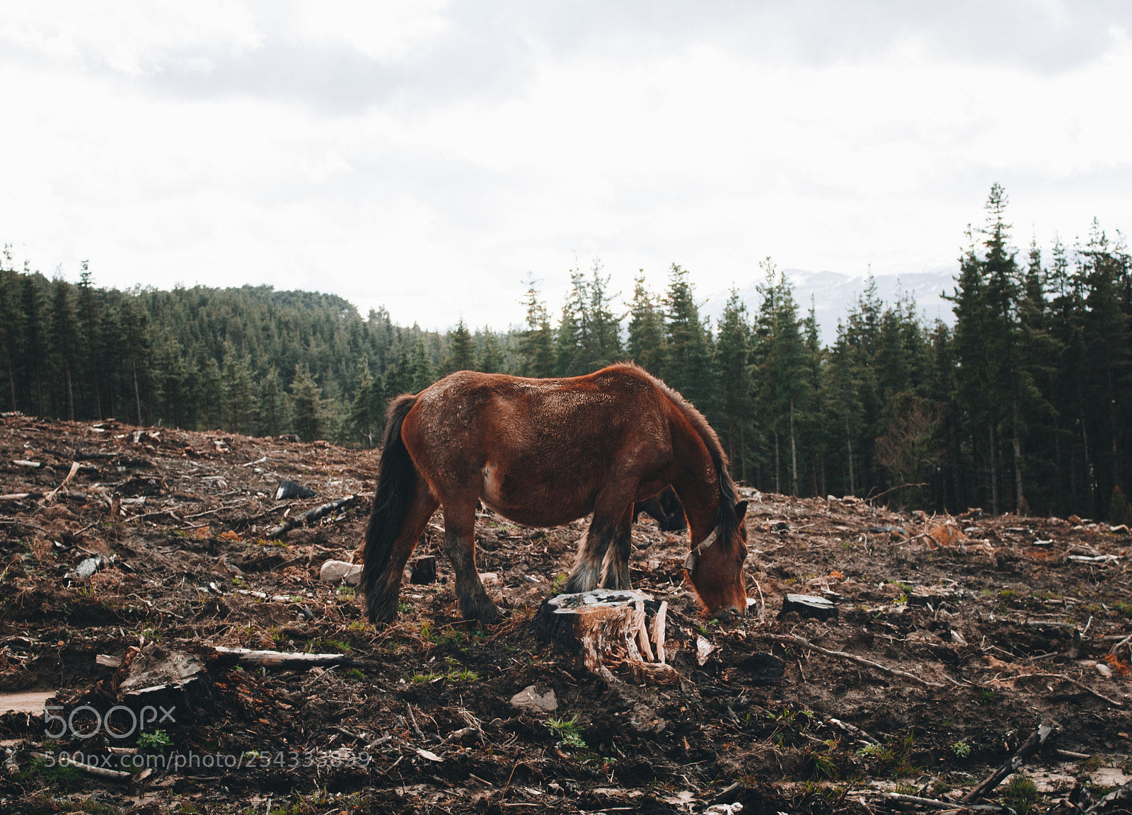 Canon EOS 700D (EOS Rebel T5i / EOS Kiss X7i) sample photo. Horse with no name photography