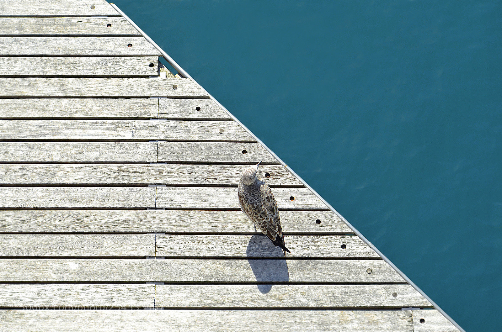 Nikon D5100 sample photo. Seagull on the pier photography