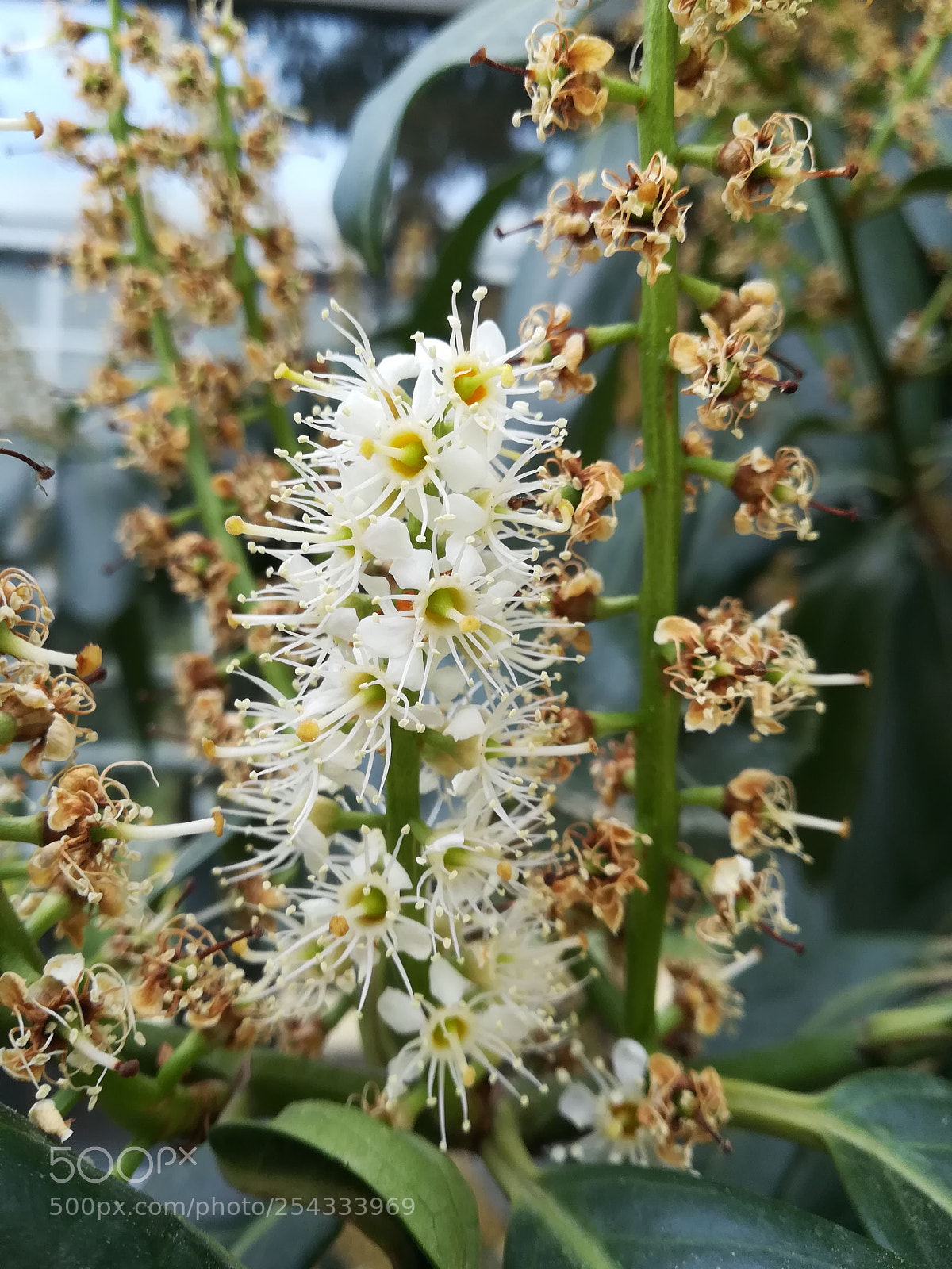 HUAWEI P10 lite sample photo. Flower photography