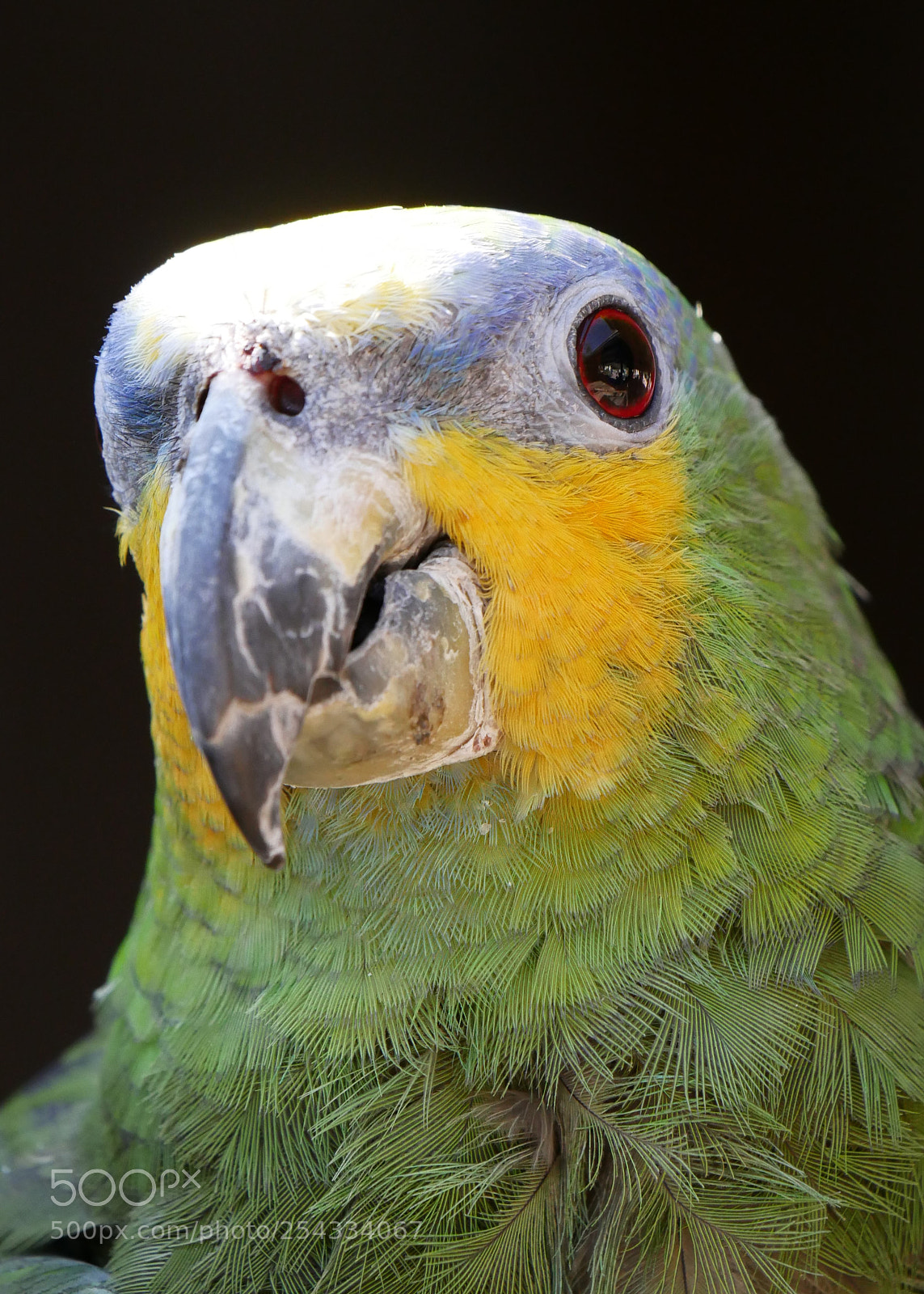 Panasonic DMC-G81 sample photo. Close up parrot photography