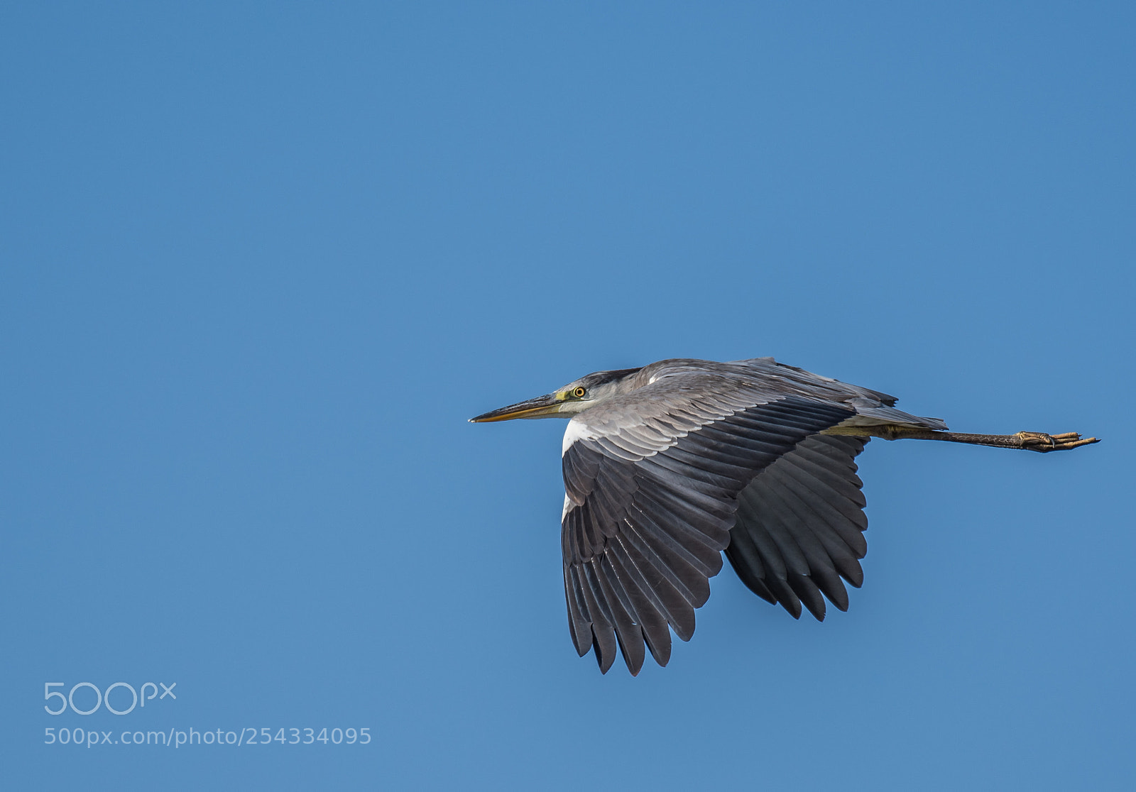 Nikon D500 sample photo. Bird photography