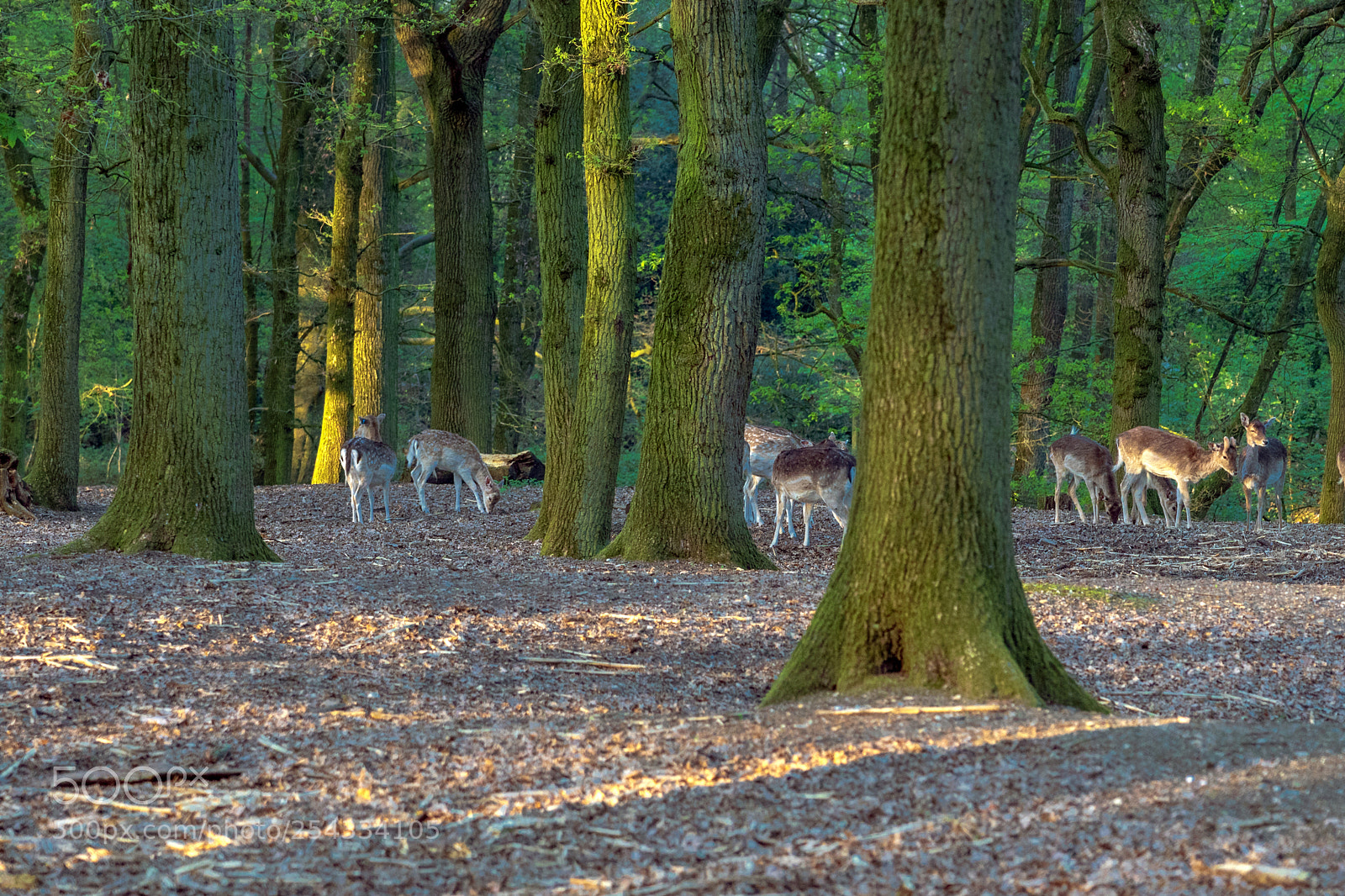 Sony a7 III sample photo. Rehe photography