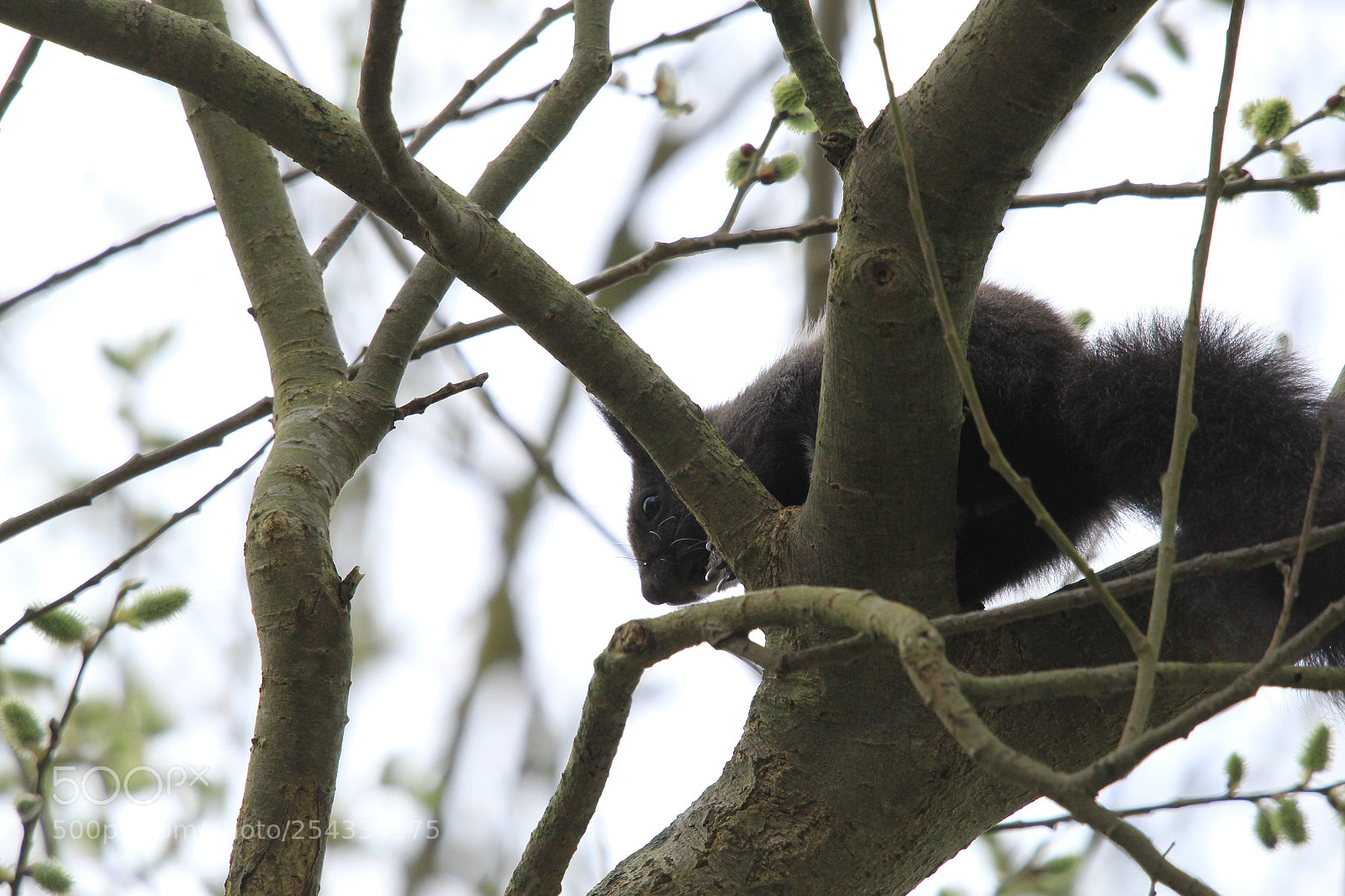 Canon EOS 60D sample photo. Untitled photography