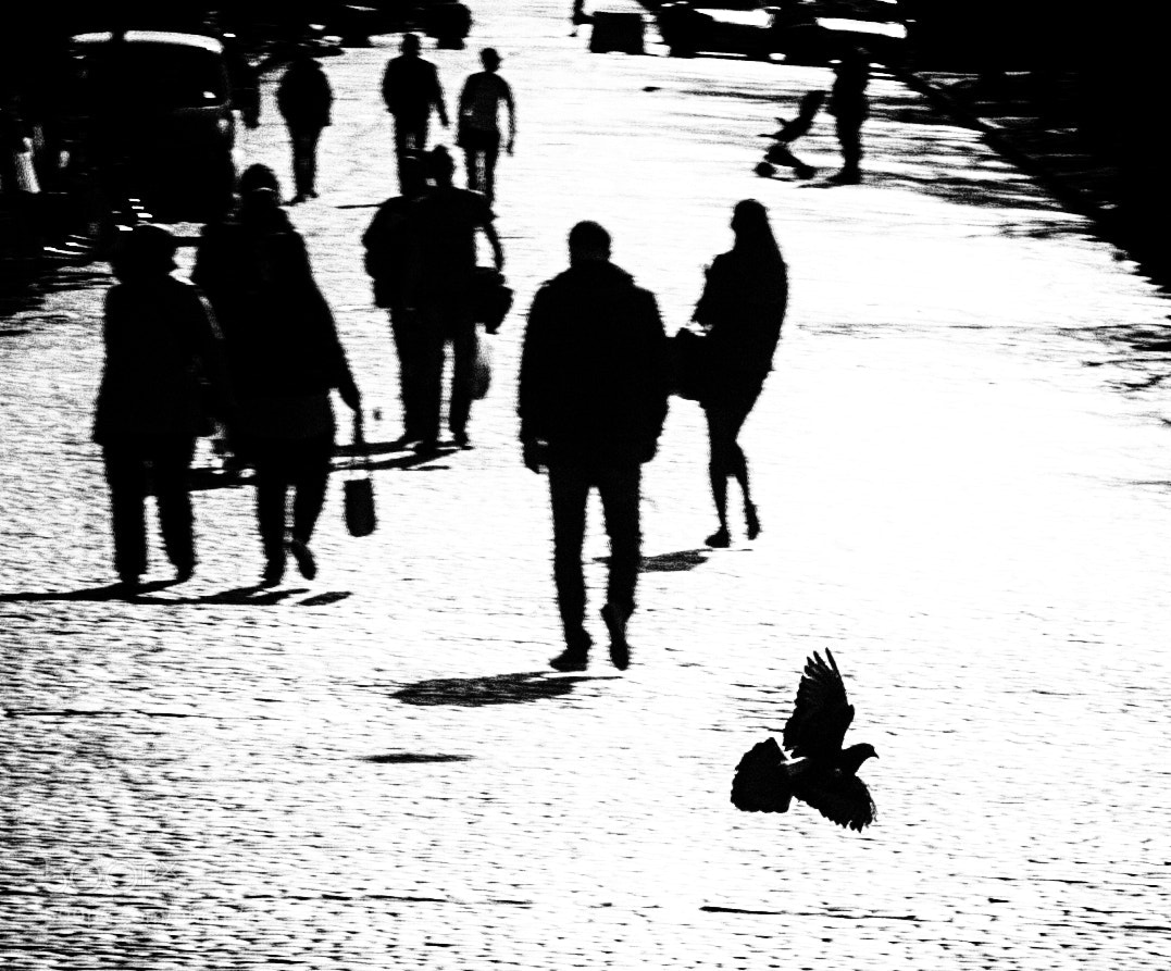 Canon EOS 5D sample photo. Untitled photography