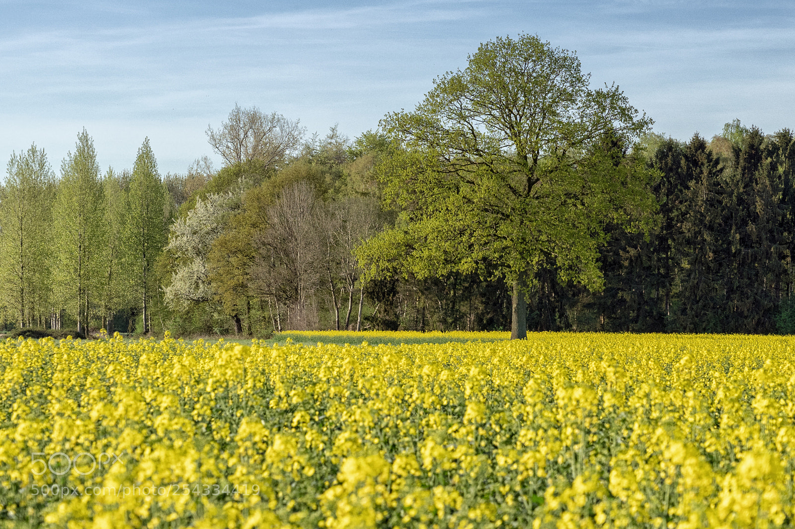 Sony a7 III sample photo. Rapsfeld photography