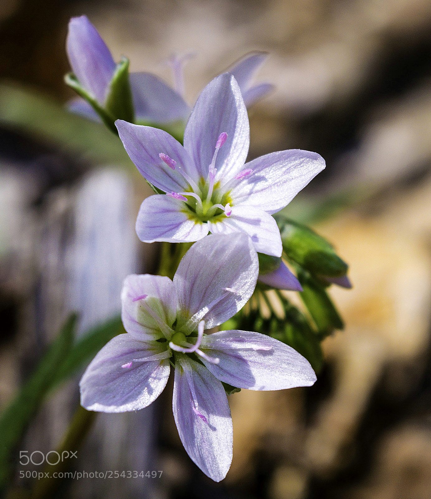 Nikon D3300 sample photo. Spring beauty wildflower photography