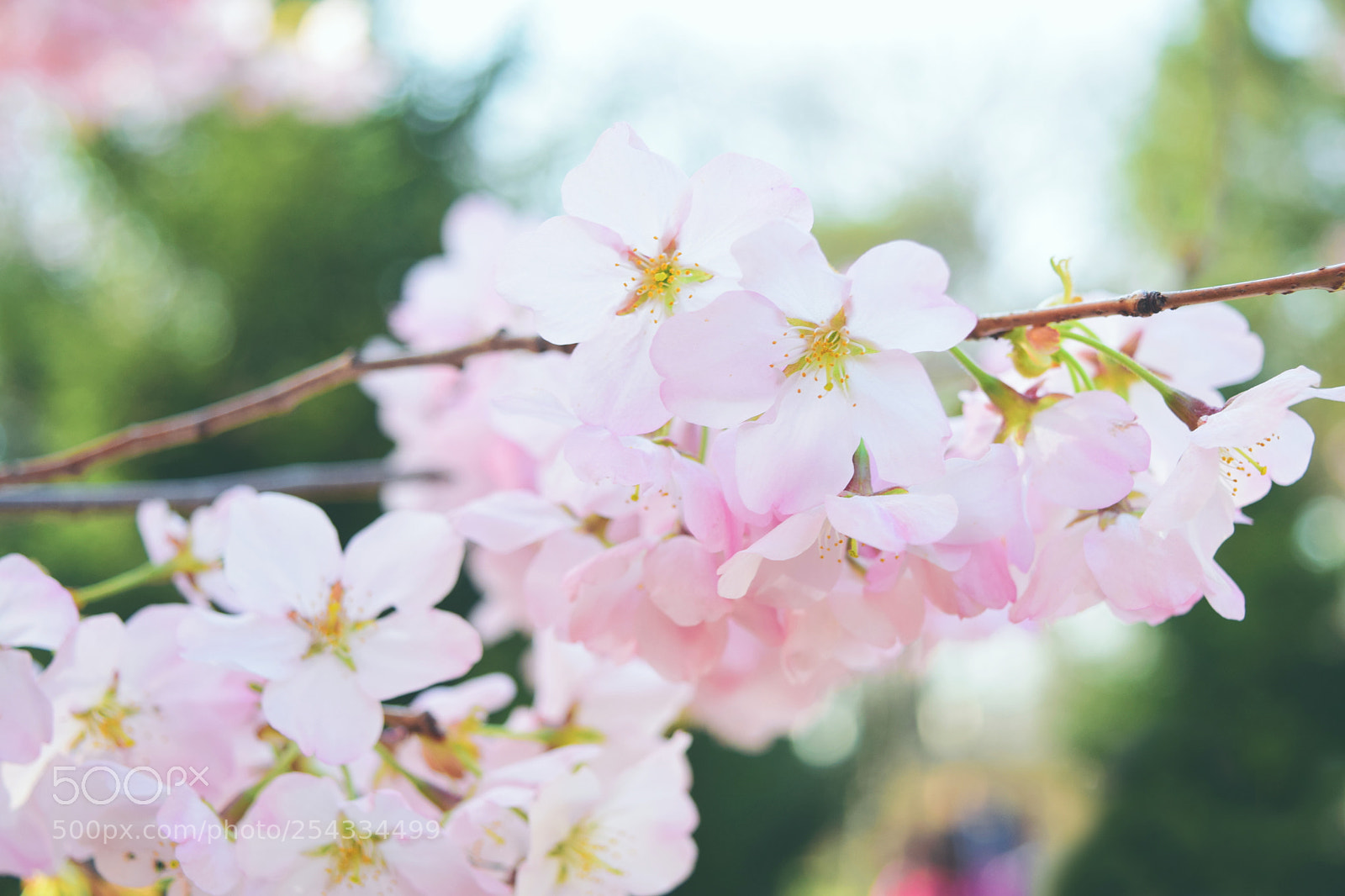 Nikon D5300 sample photo. Spring has sprung photography
