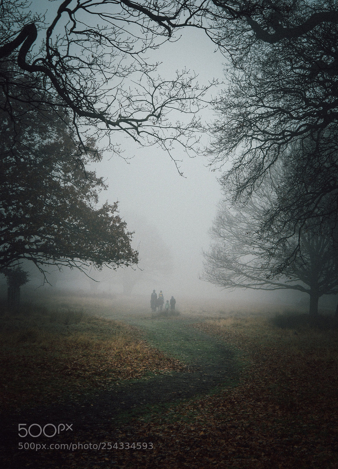 Nikon D5200 sample photo. Misty forests photography