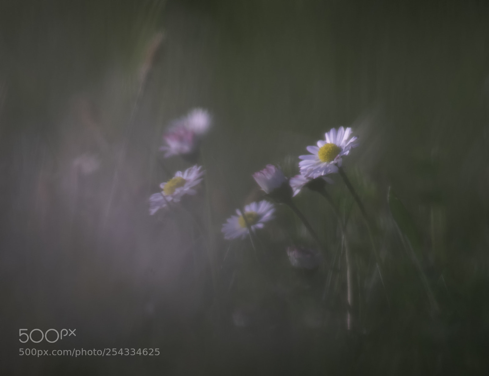 Fujifilm X-T1 sample photo. Daisy ensemble photography