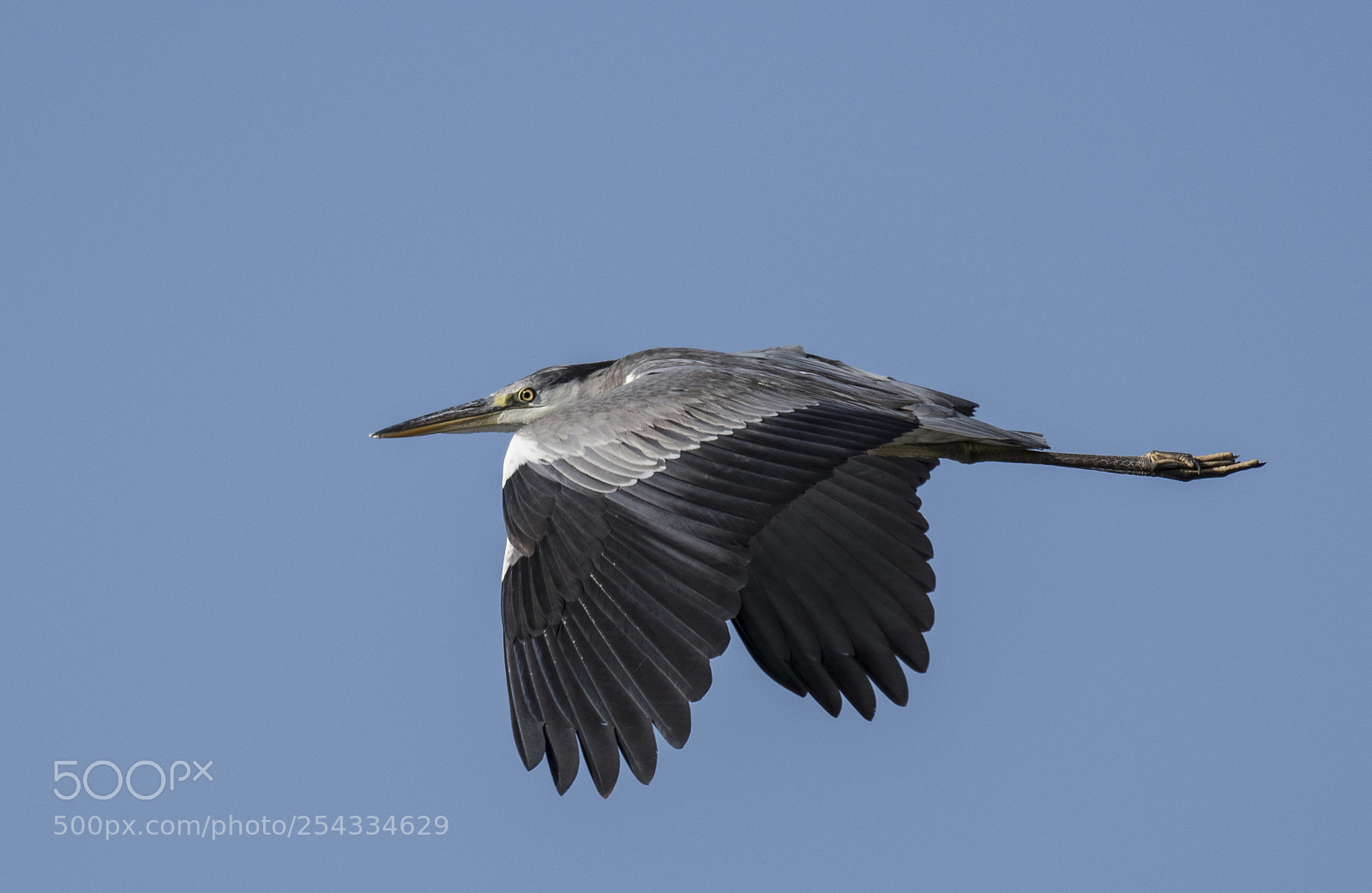 Nikon D500 sample photo. Bird photography