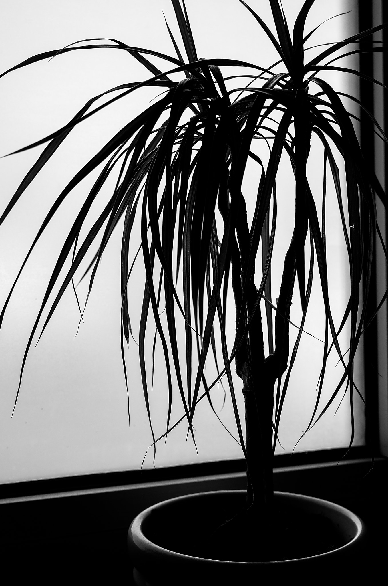 Leica T (Typ 701) sample photo. Shadows photography