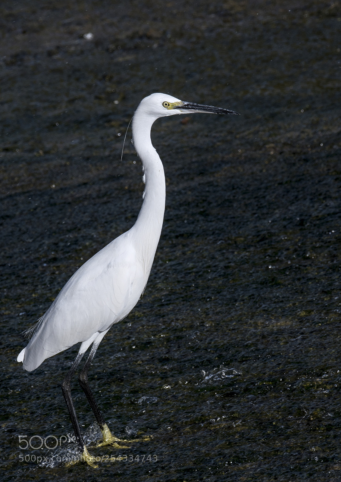 Nikon D500 sample photo. Bird photography