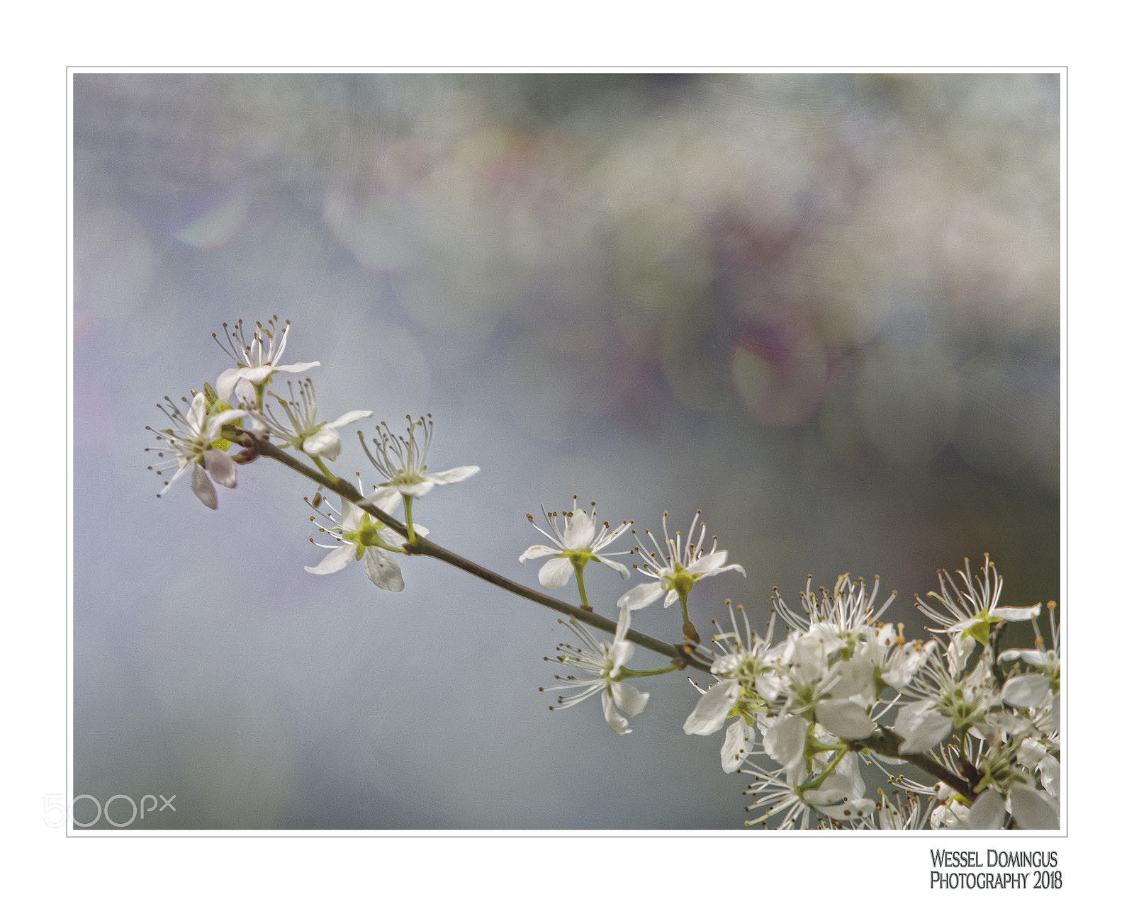 Nikon D500 sample photo. Blossom photography
