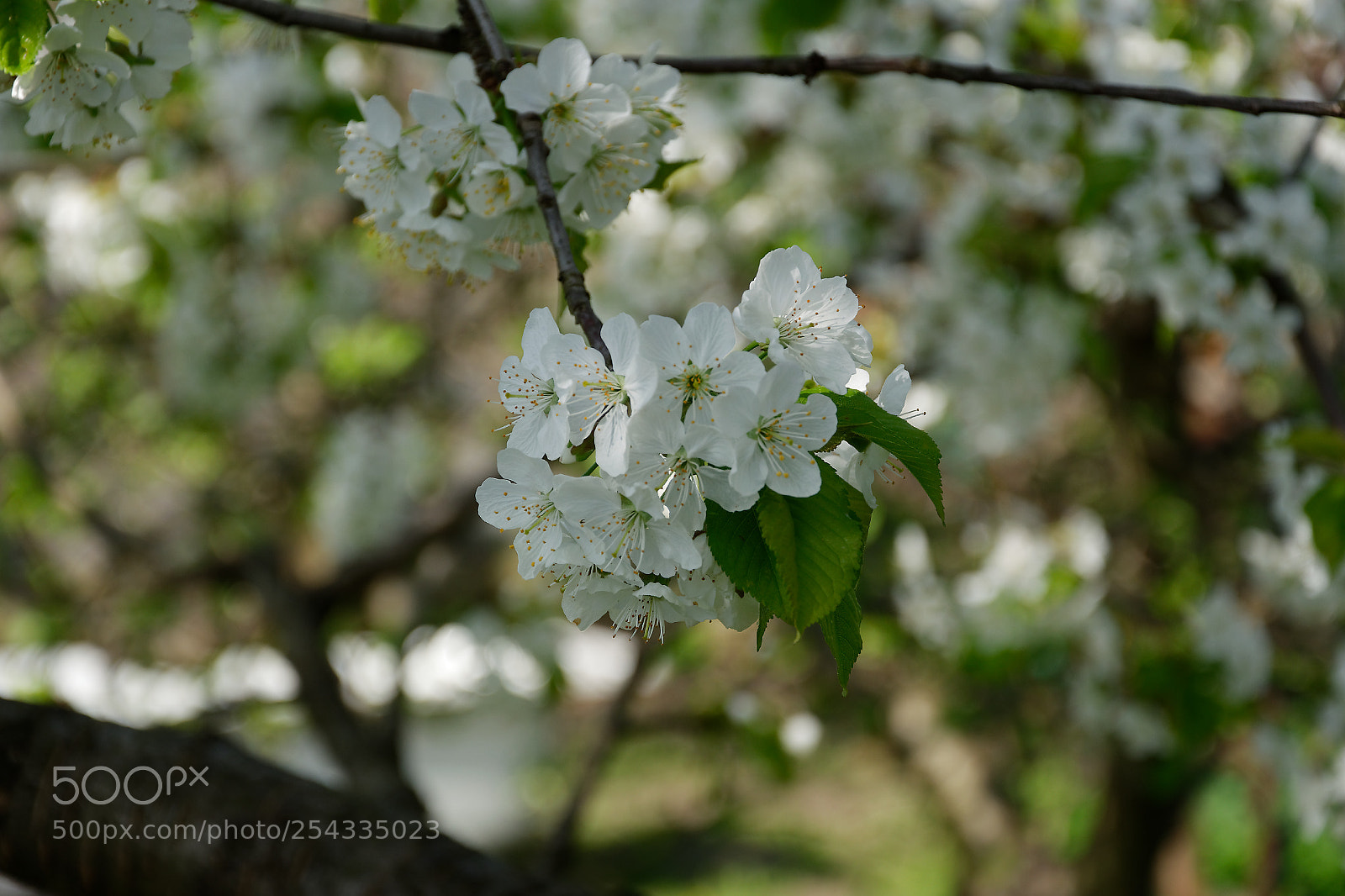 Nikon D5300 sample photo. Cherry photography