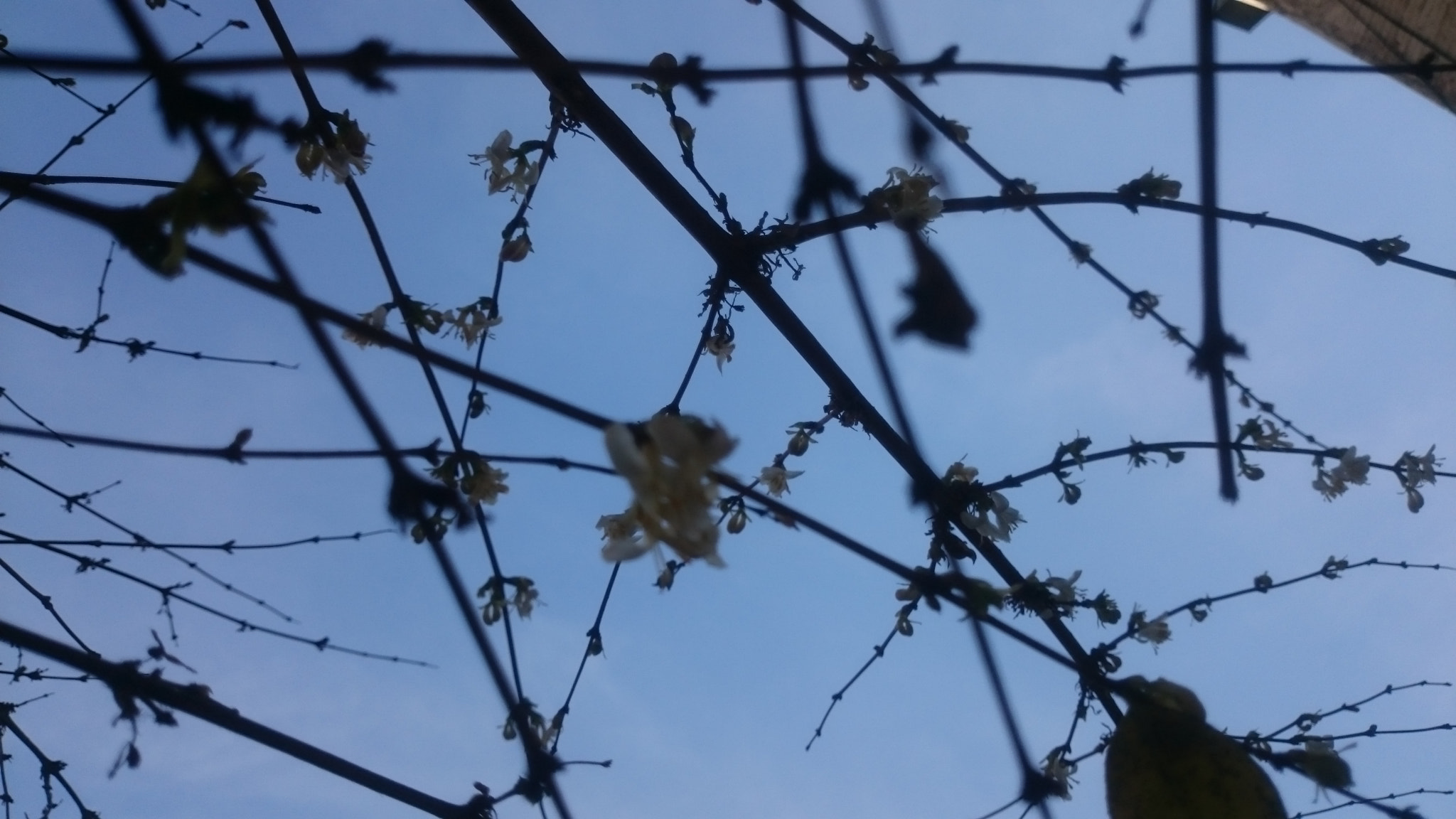 Sony Xperia Z1 Compact sample photo. Among the branches photography