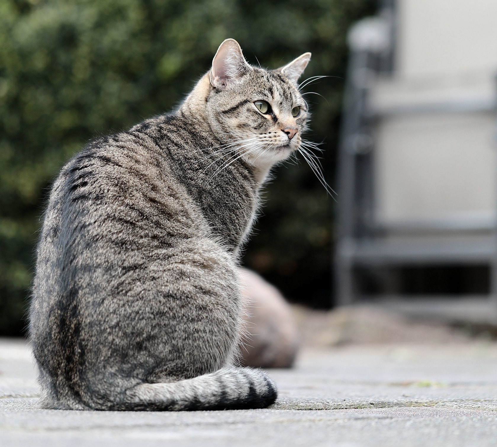 Canon EF 100mm F2.8L Macro IS USM sample photo. Cat bollie photography