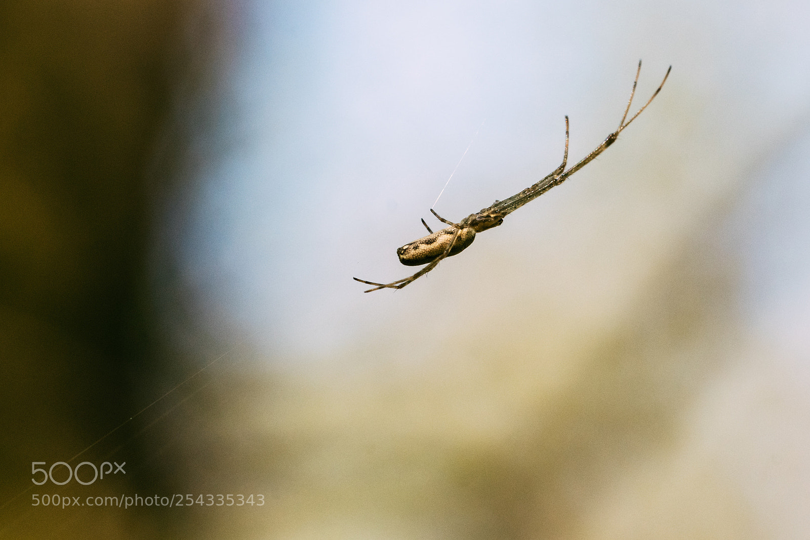 Nikon D500 sample photo. A small spider hanging photography