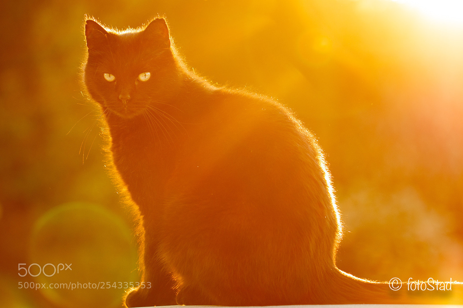 Canon EOS 6D Mark II sample photo. Golden hour cat photography