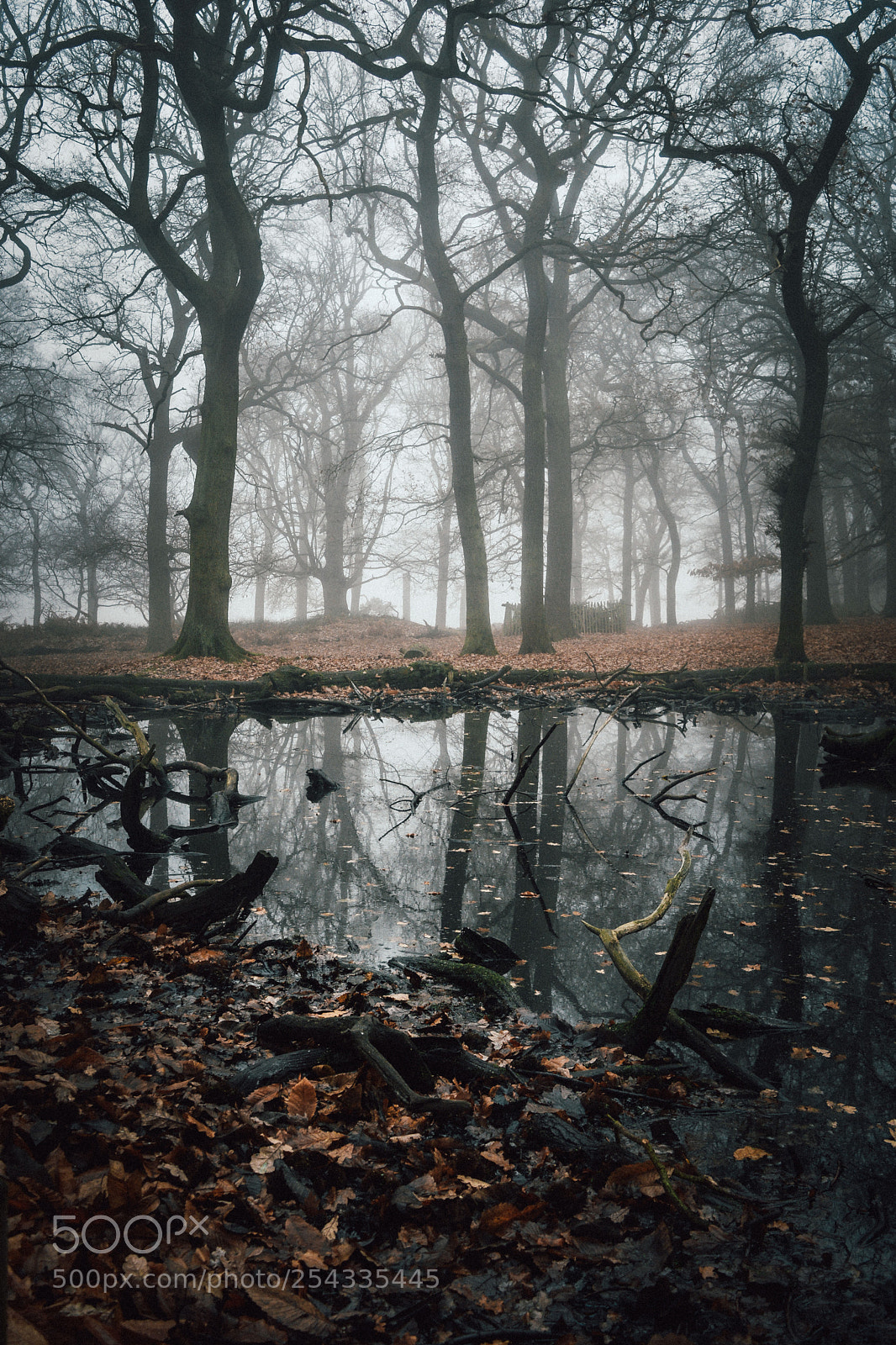 Nikon D5200 sample photo. Fairytale photography