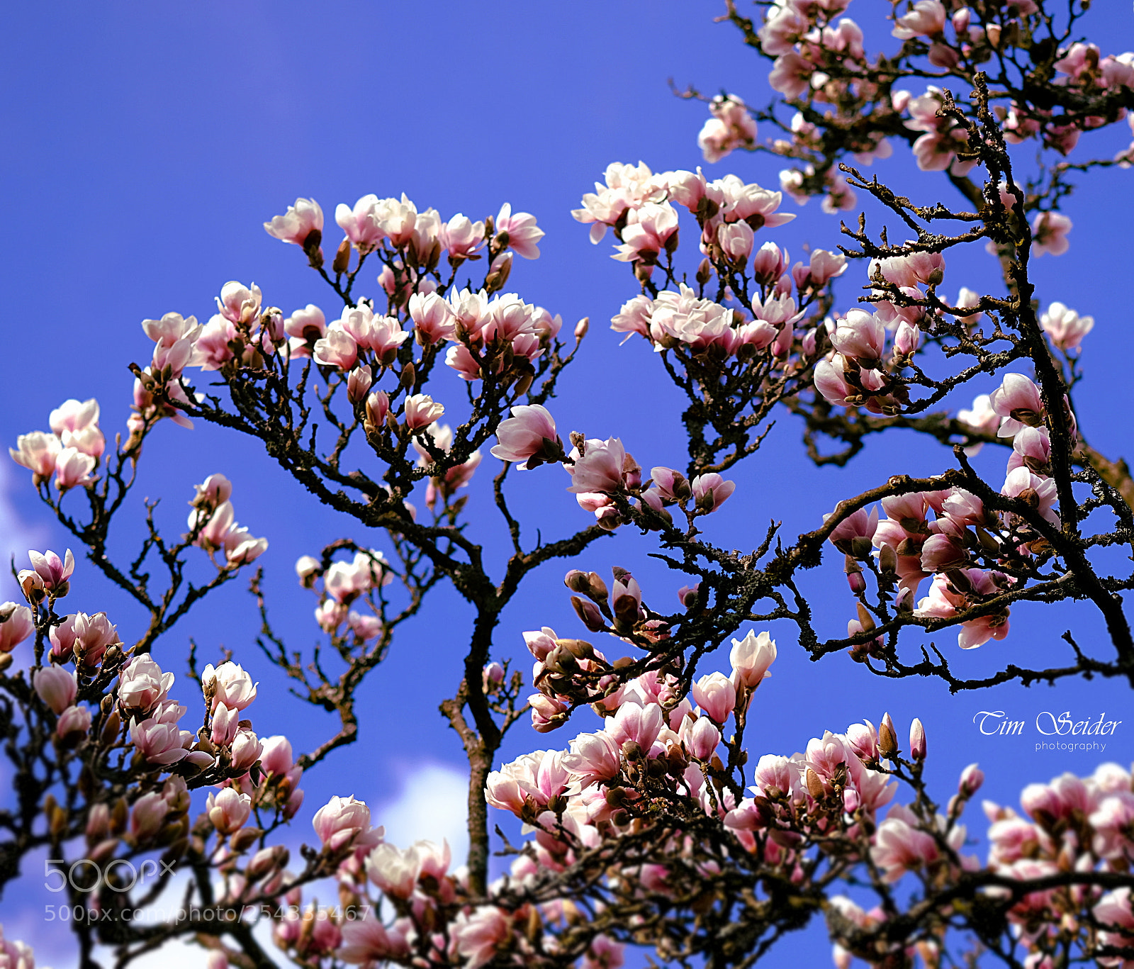 Fujifilm X-T20 sample photo. Magnolia photography