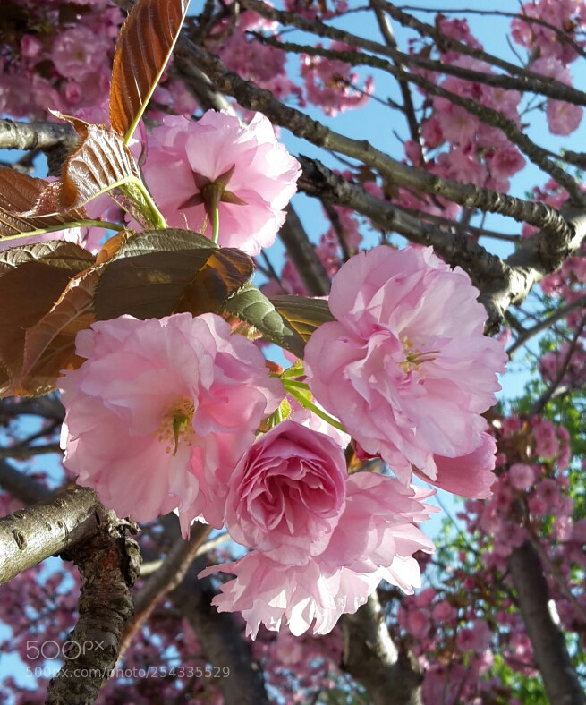 Samsung Galaxy S5 Mini sample photo. Cherry blossom photography